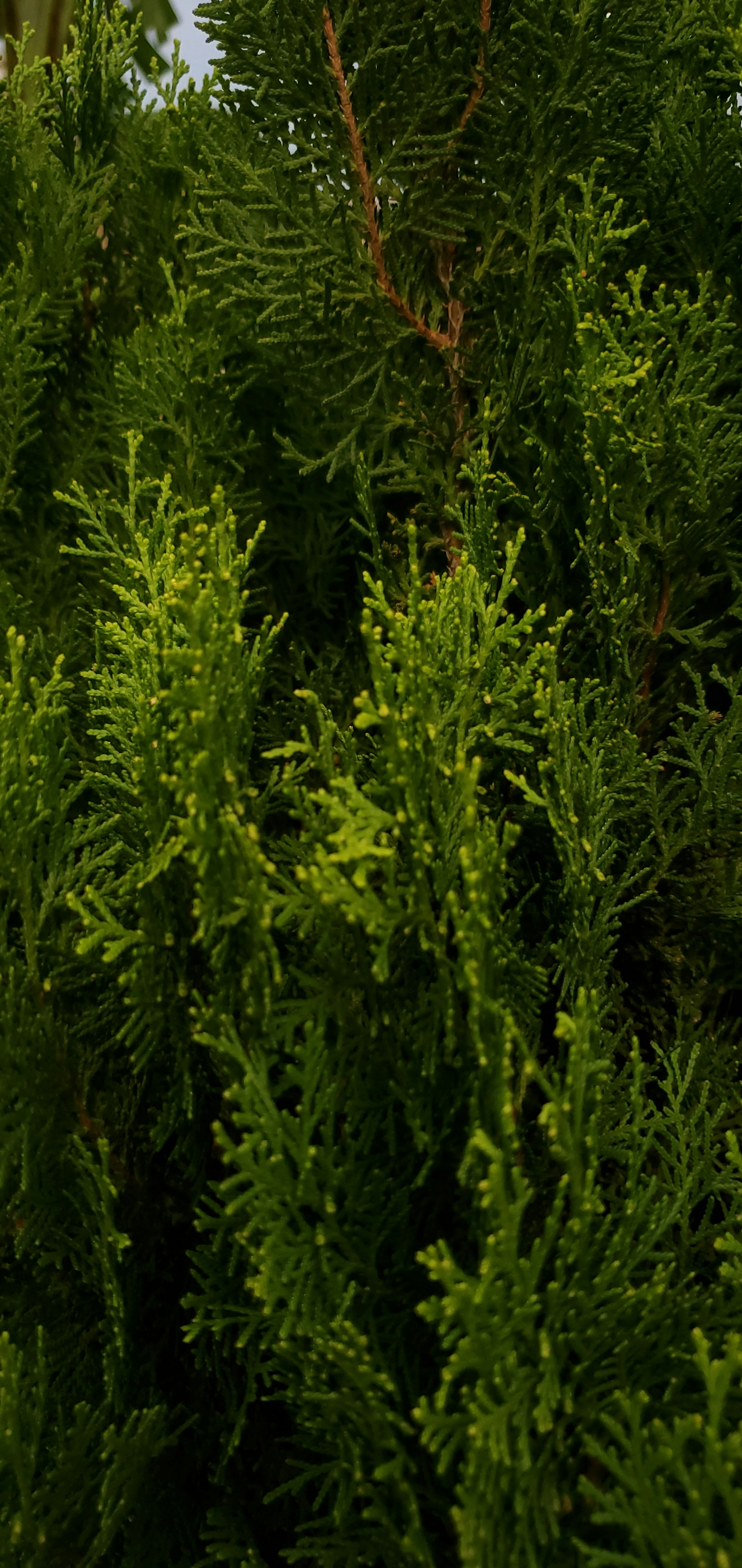 A bird perched on top of a green tree