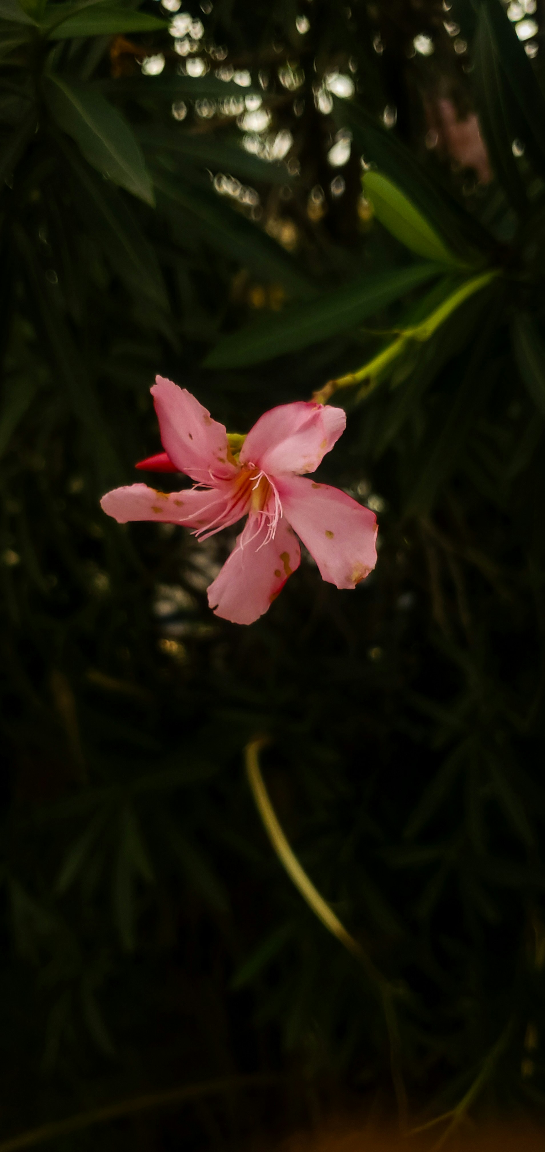 Photo by marshallibia