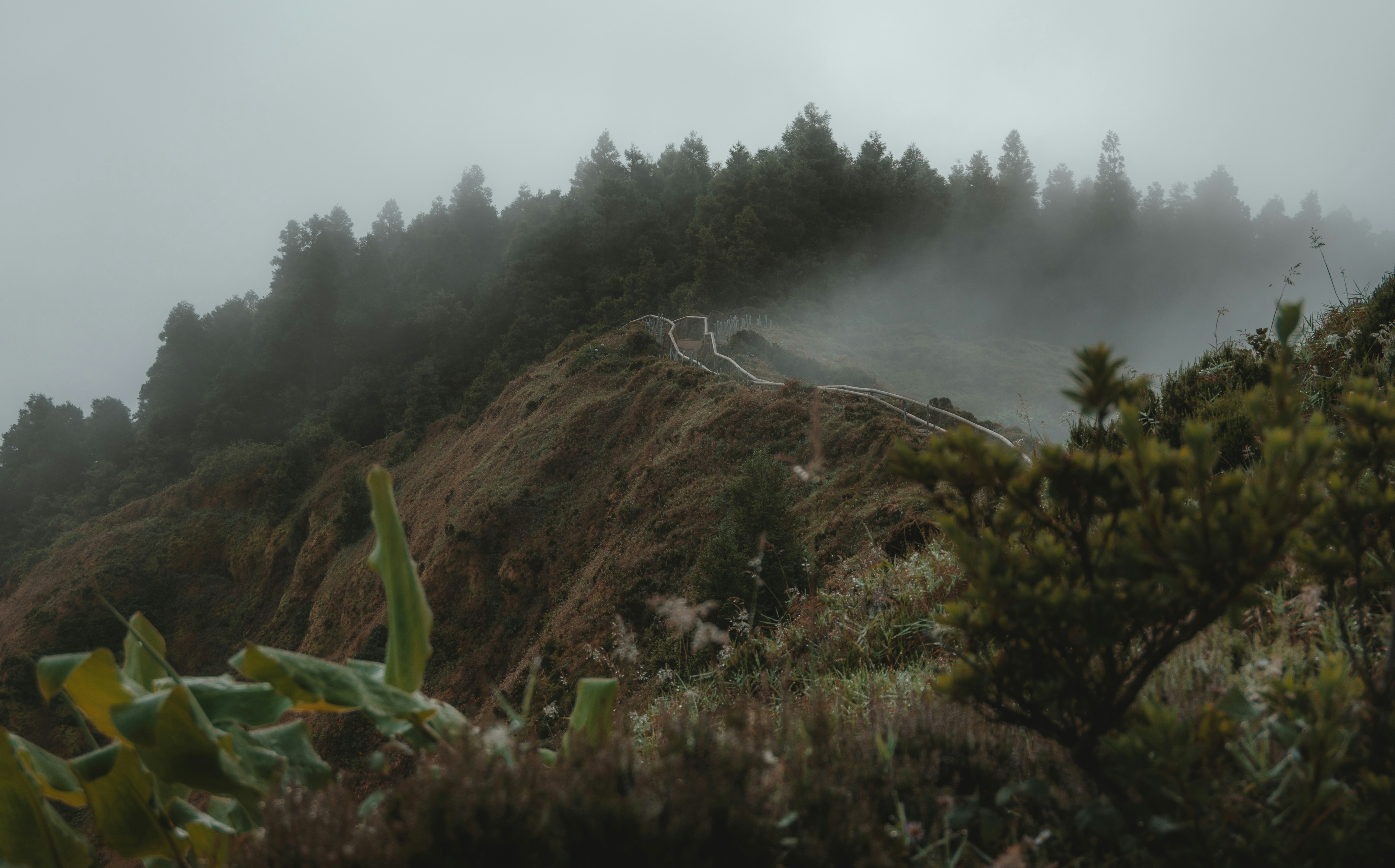 Une colline couverte de brouillard avec des arbres au sommet