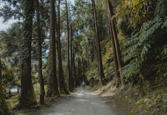 A dirt road in the middle of a forest