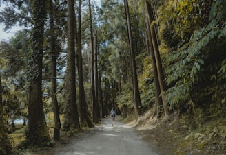 A dirt road in the middle of a forest