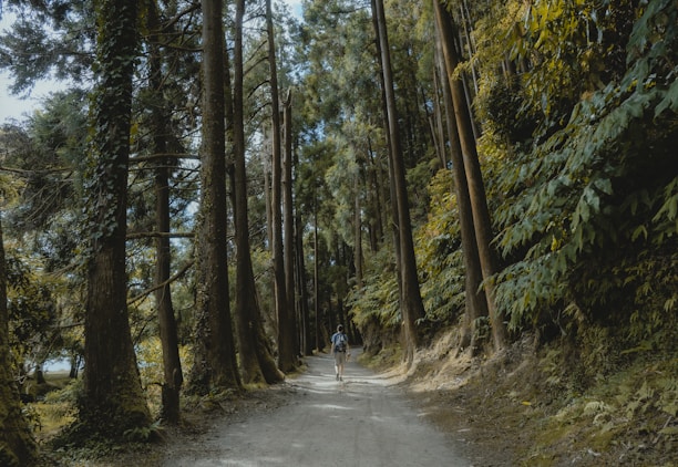 A dirt road in the middle of a forest
