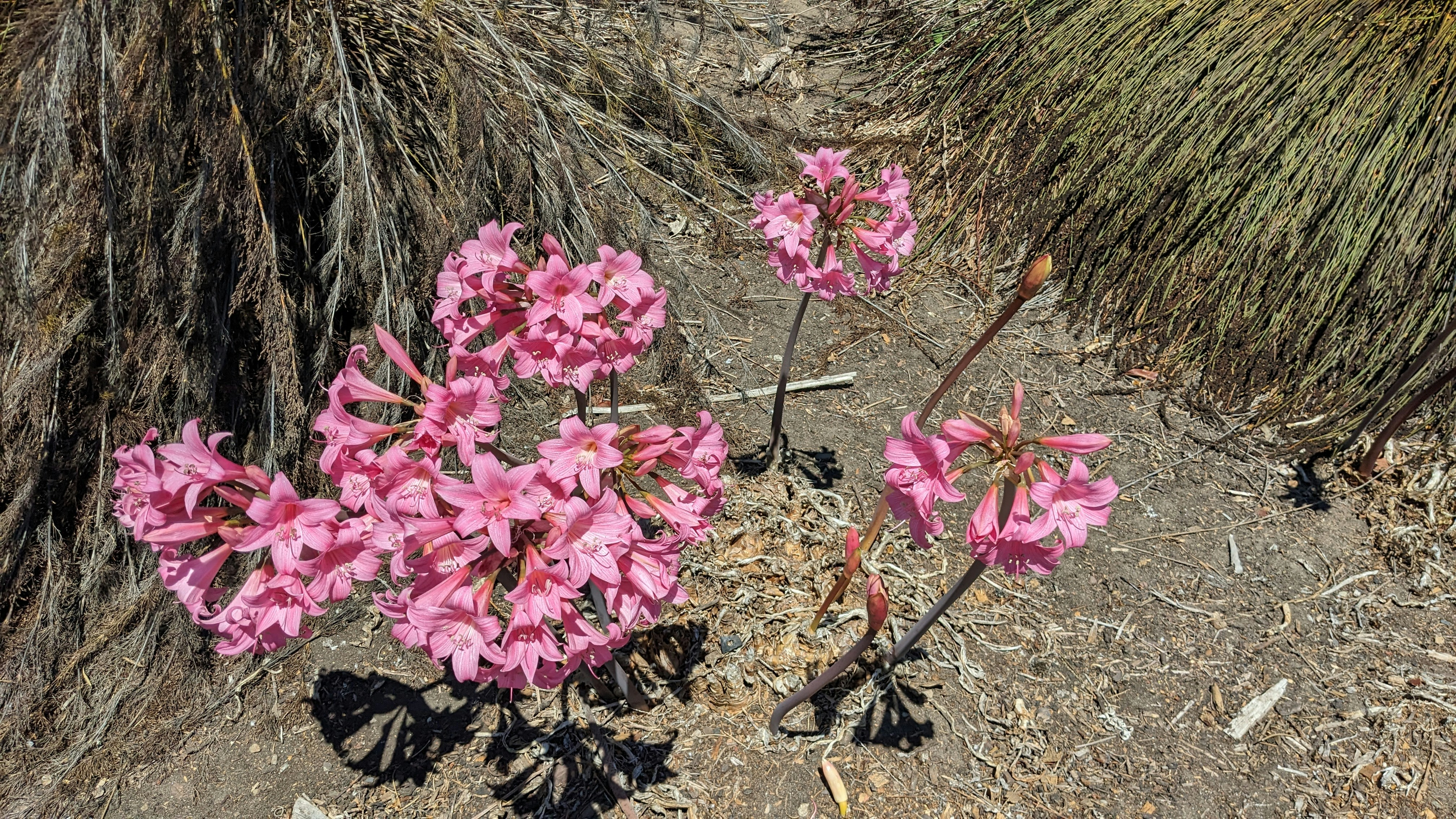 Conservation Challenges in Pink Paradise (image credits: unsplash)