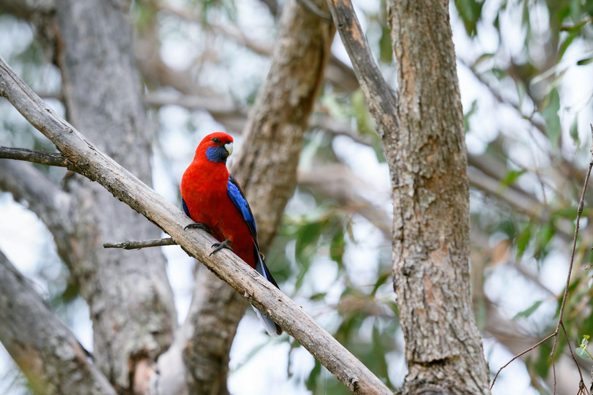 A red and blue bird perched on a tree branch