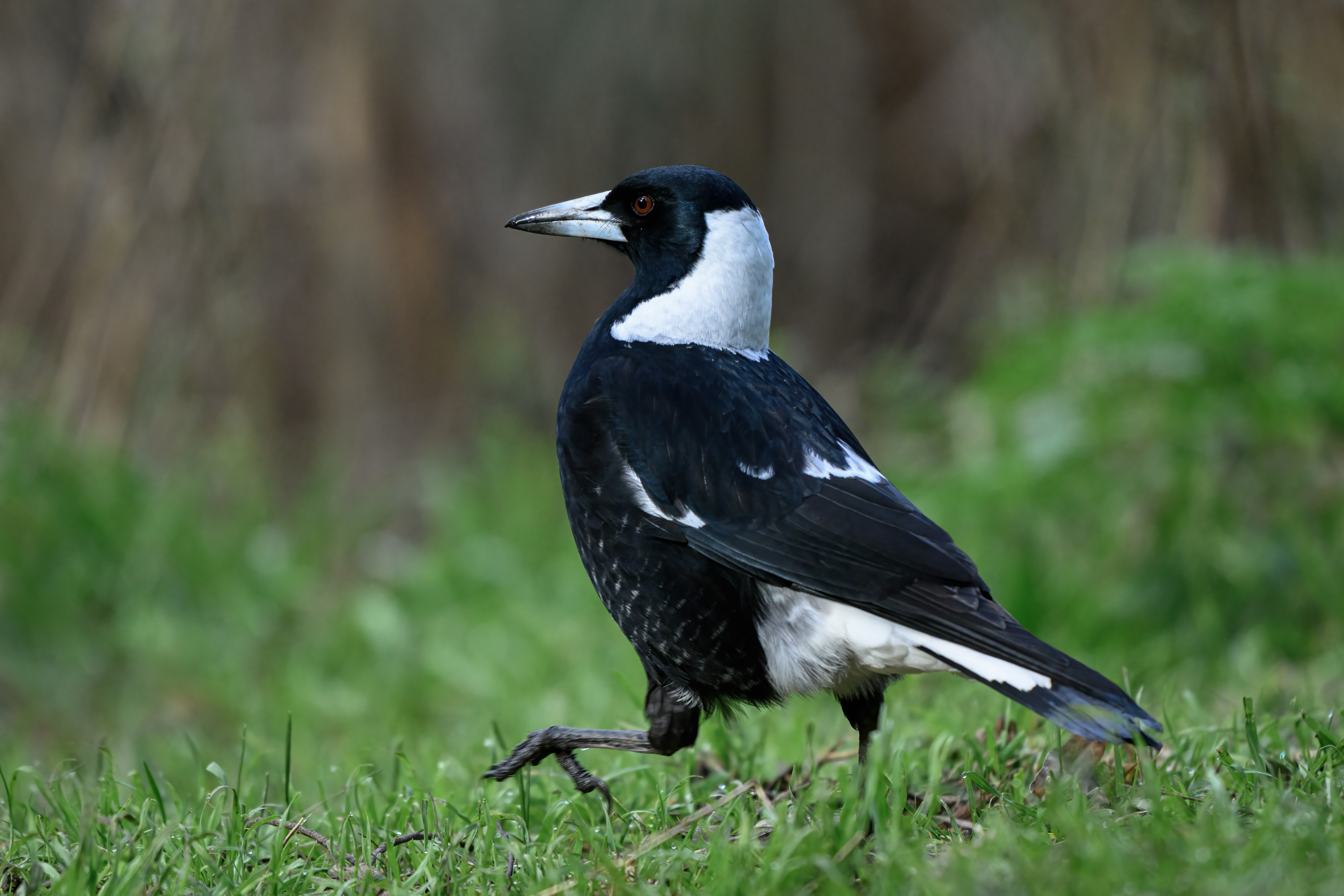 Australian Magpie