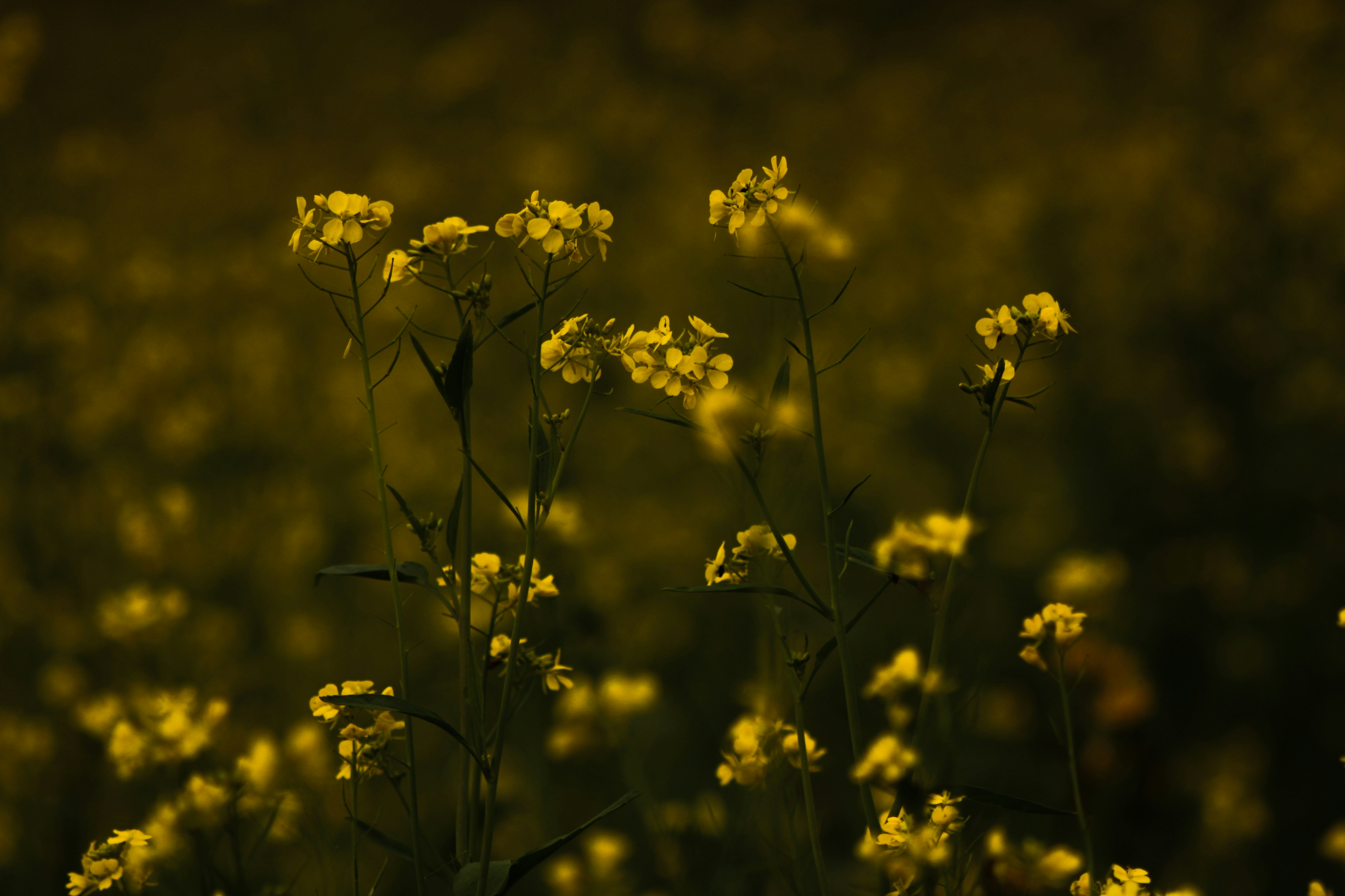 Photo by mineral_of_demon