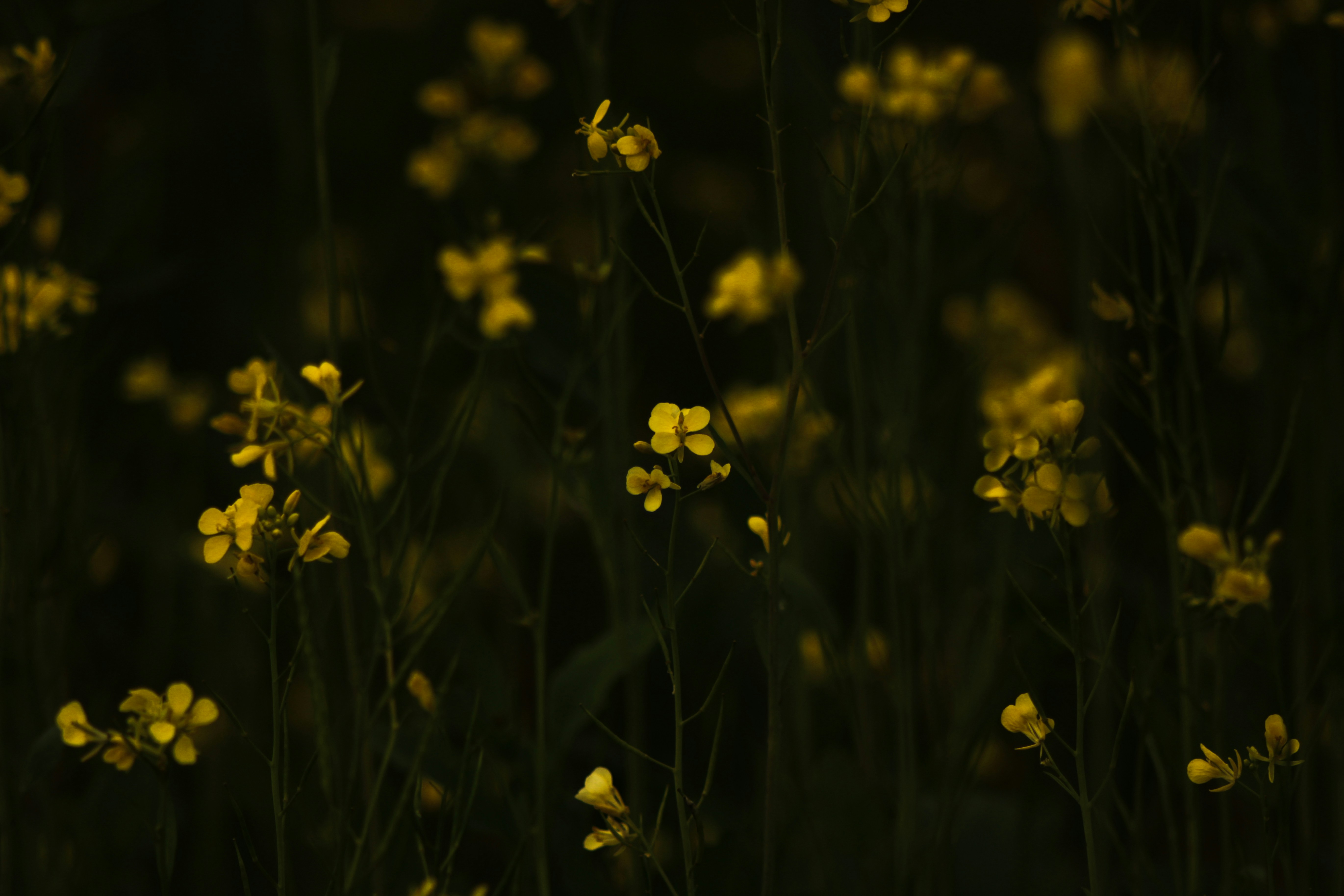 Photo by mineral_of_demon