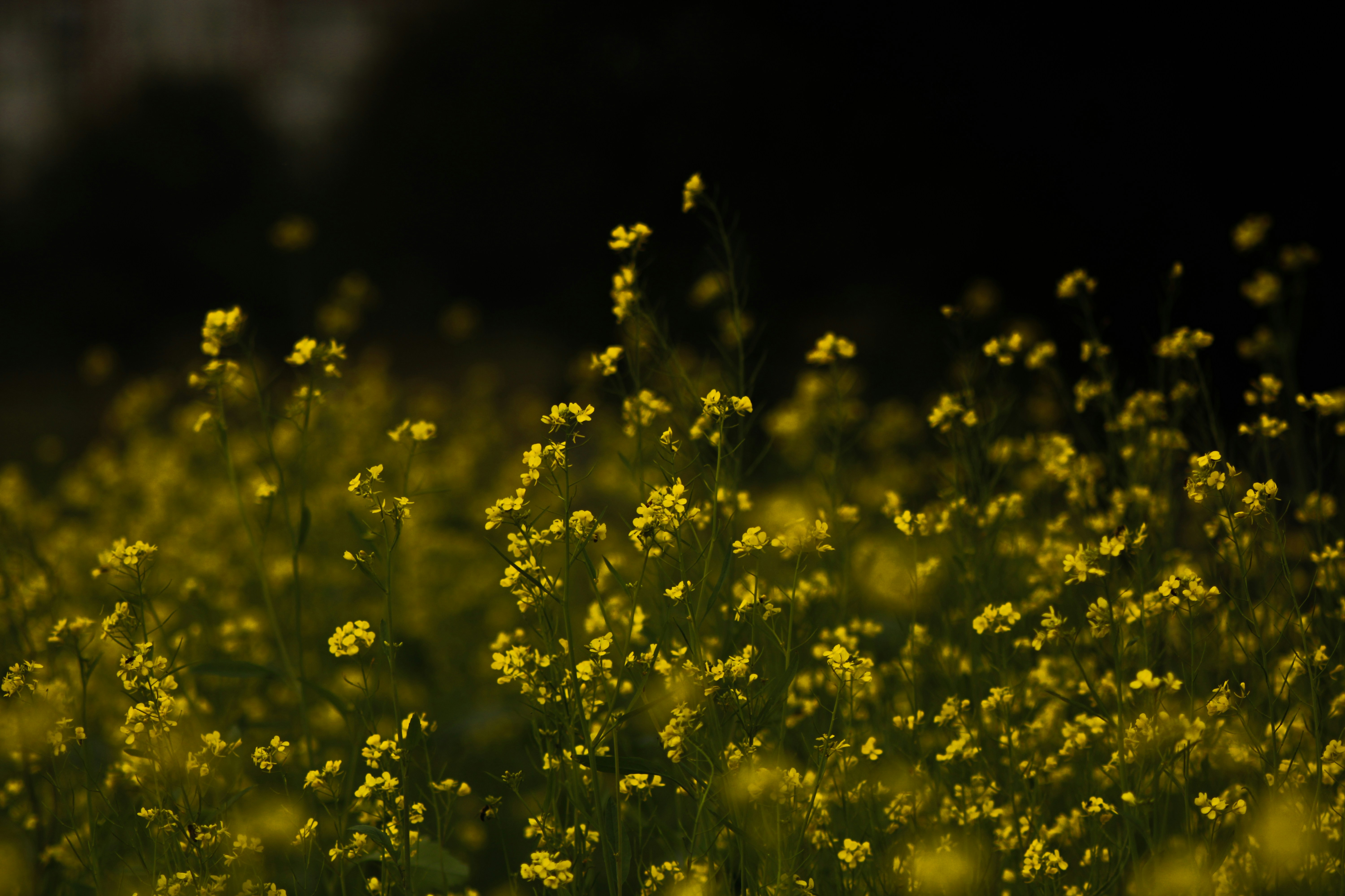 Photo by mineral_of_demon