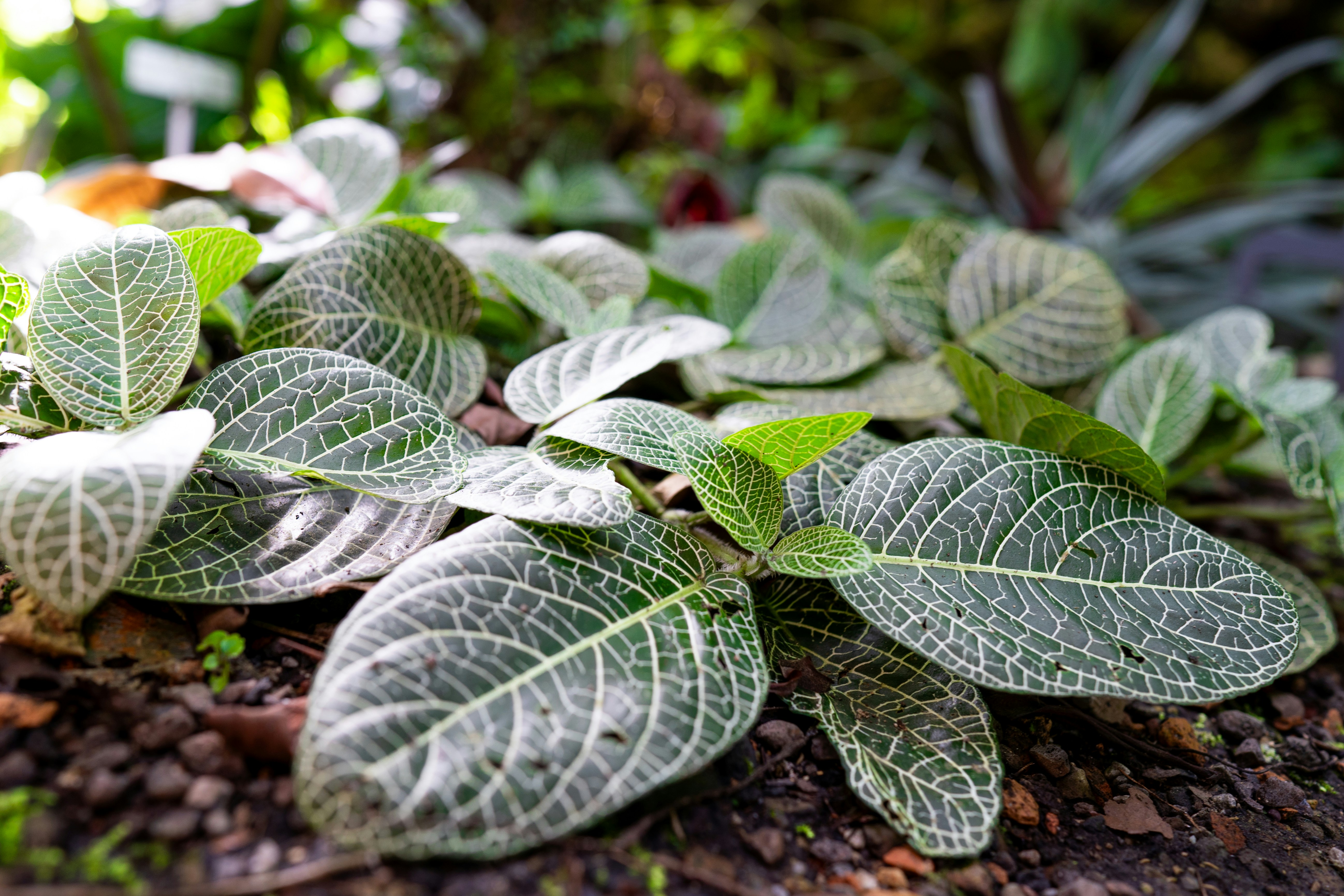 A close up of a leafy plant on the ground