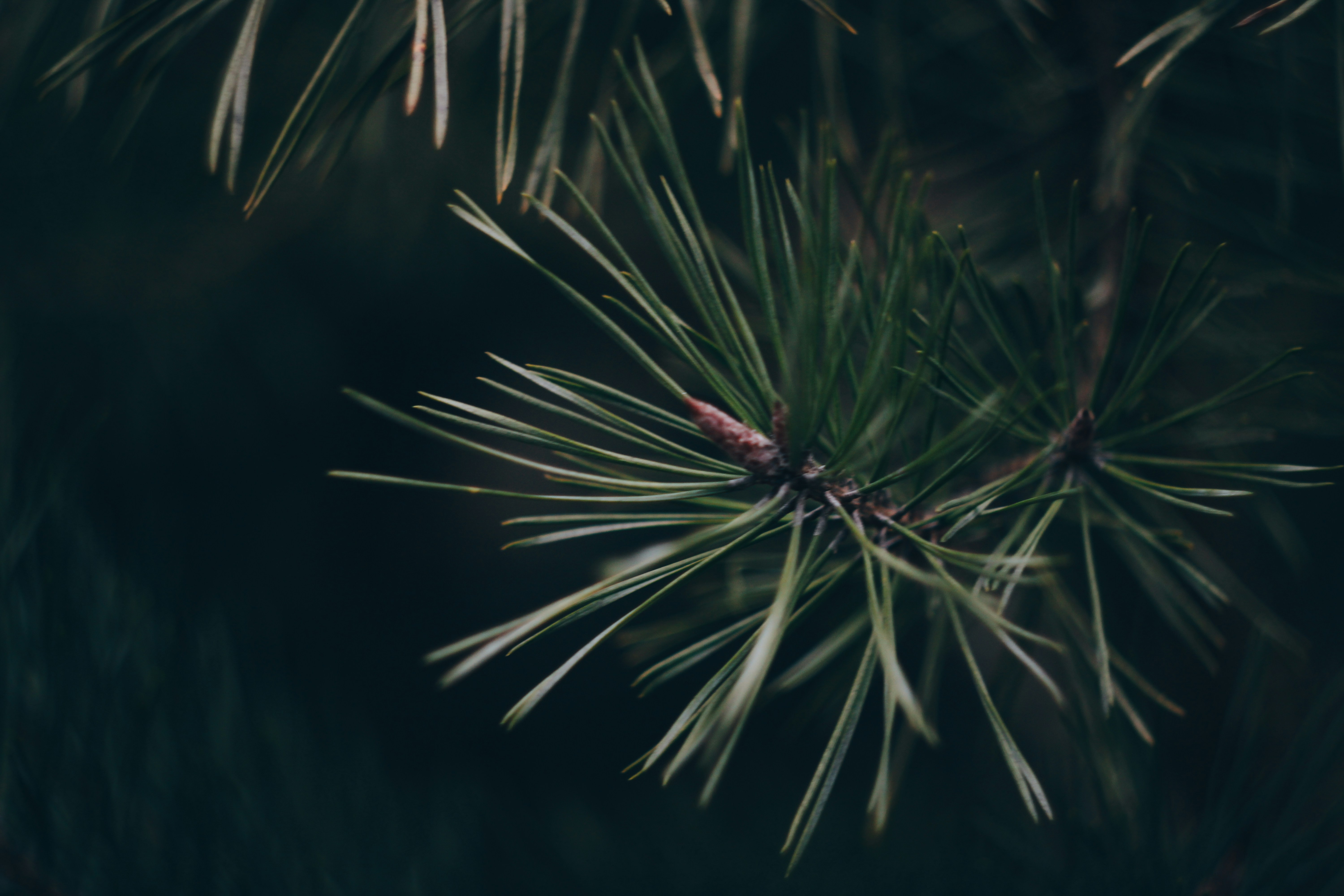 Photo by mineral_of_demon