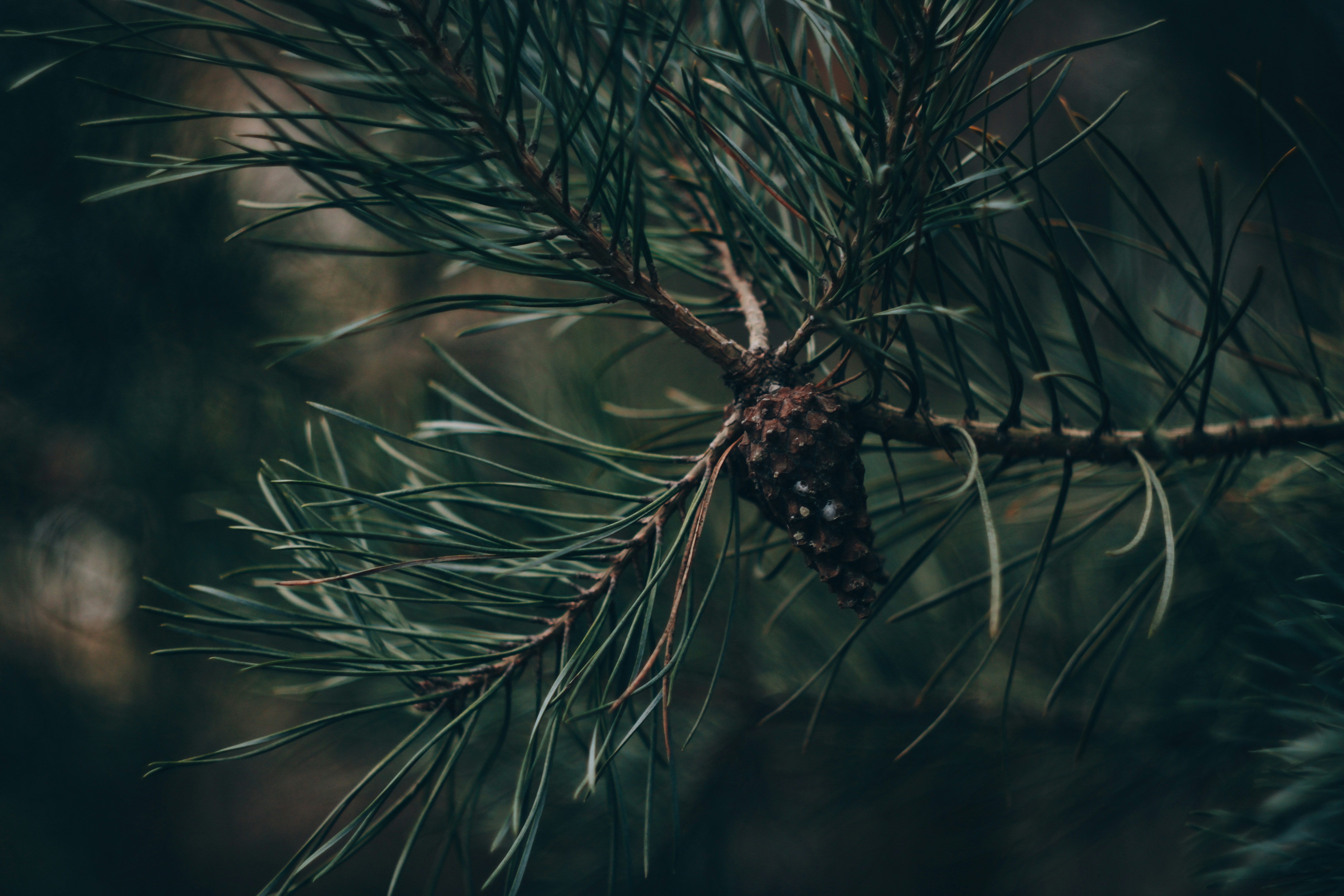 Photo by mineral_of_demon