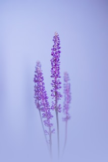 A group of purple flowers sitting on top of a table