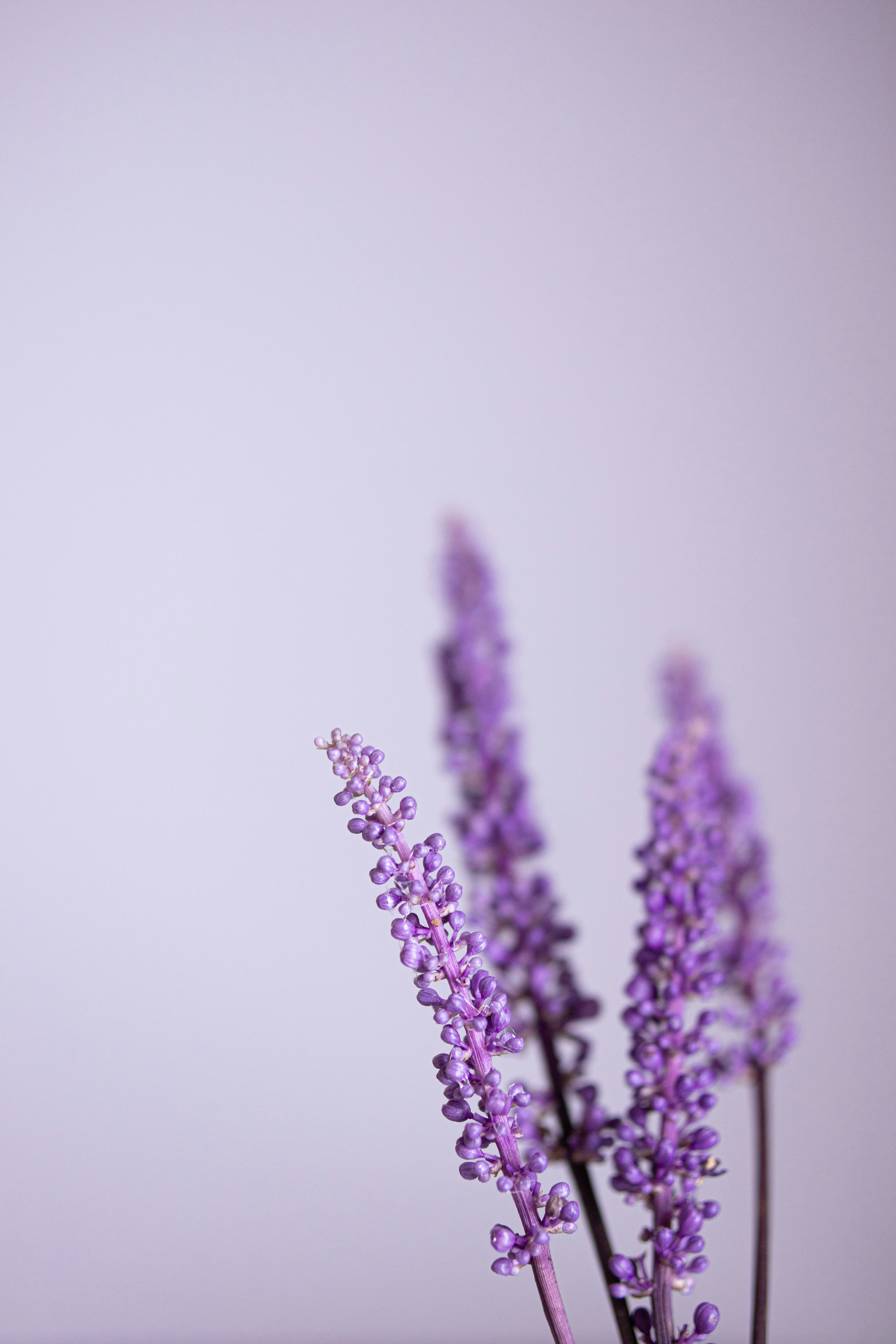 A close up of a bunch of purple flowers photo – Free Flower Image on  Unsplash, image size:3000x4500
