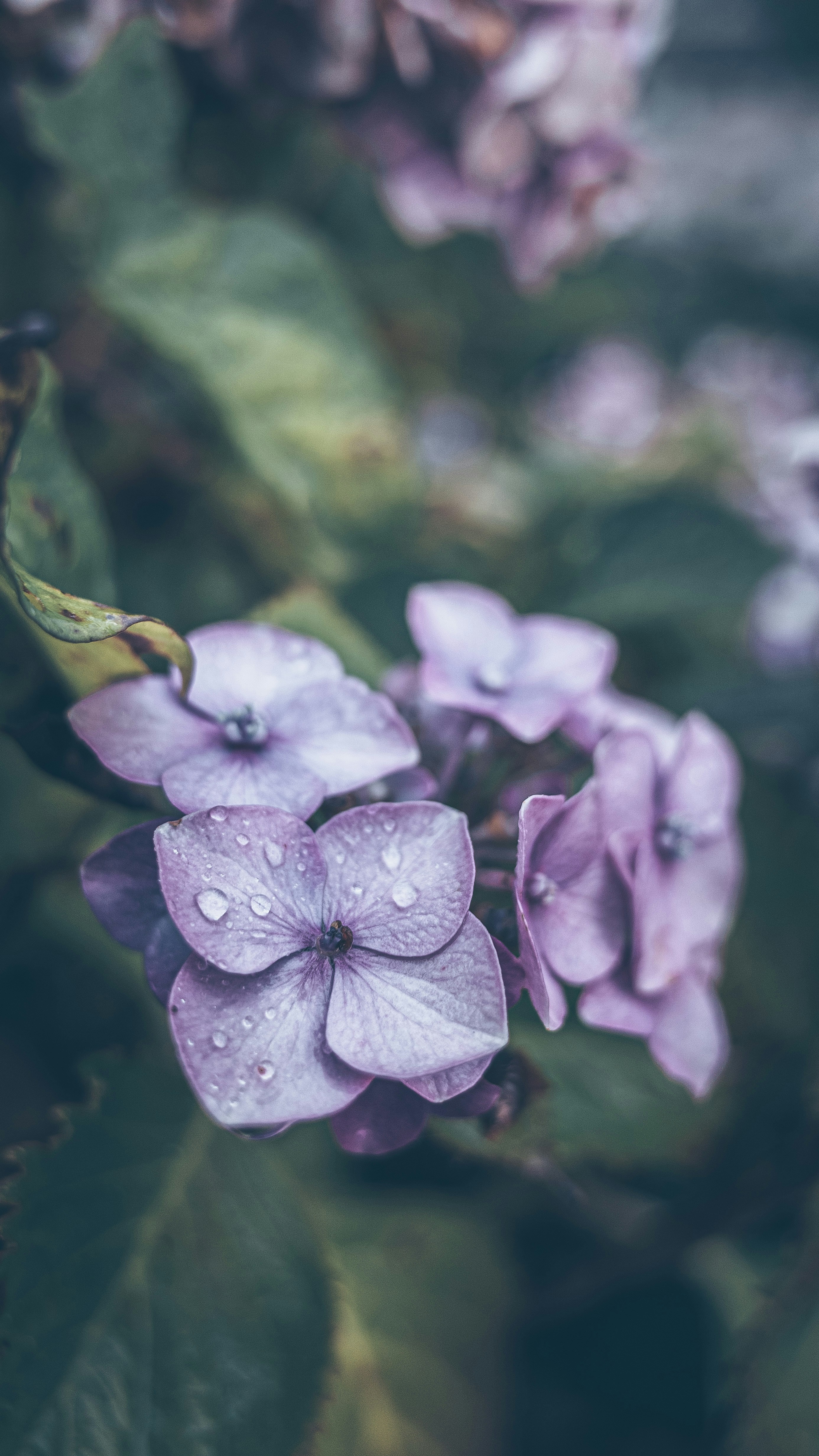A bunch of purple flowers with water droplets on them