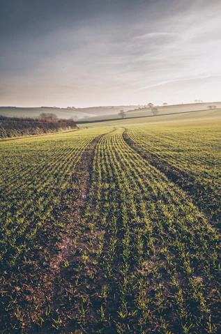 A large field with a dirt road in the middle of it