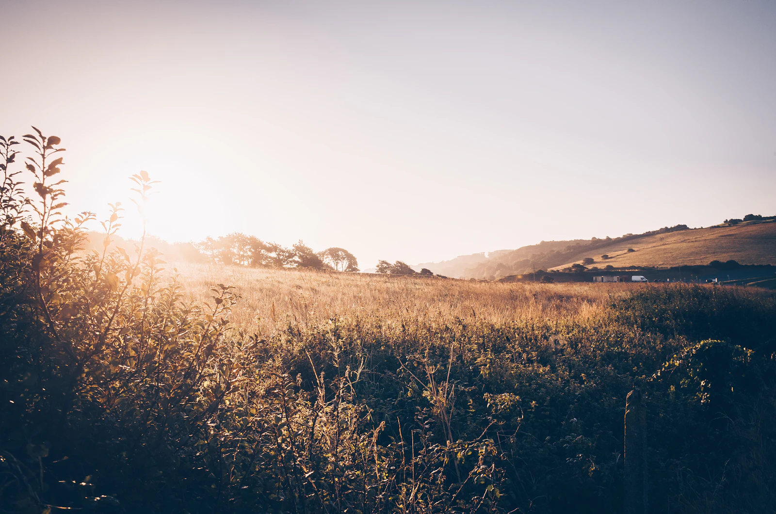 sun rising over a field of tall grass