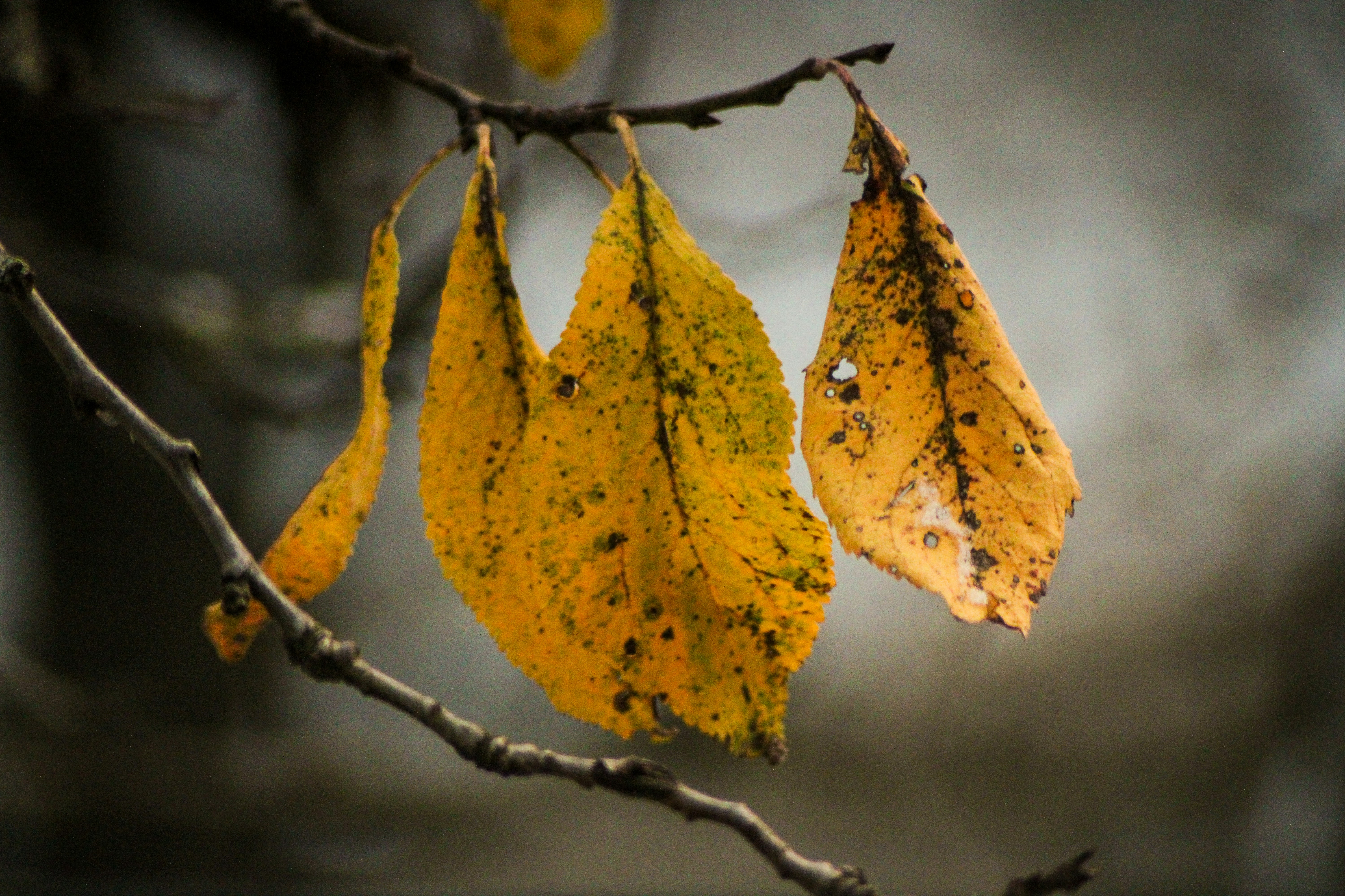 Photo by mineral_of_demon