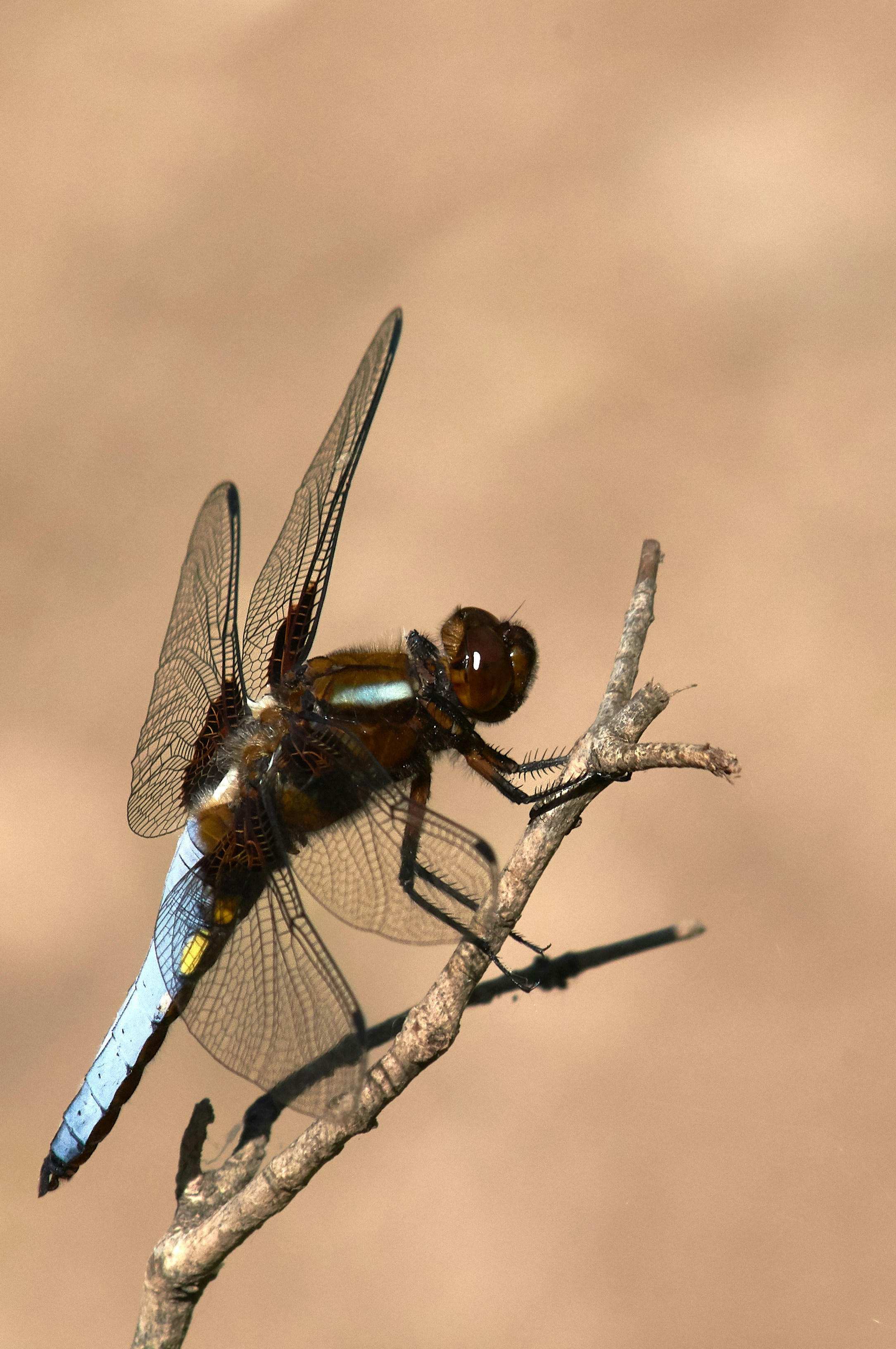 Eine blau-braune Libelle, die auf einem Ast sitzt