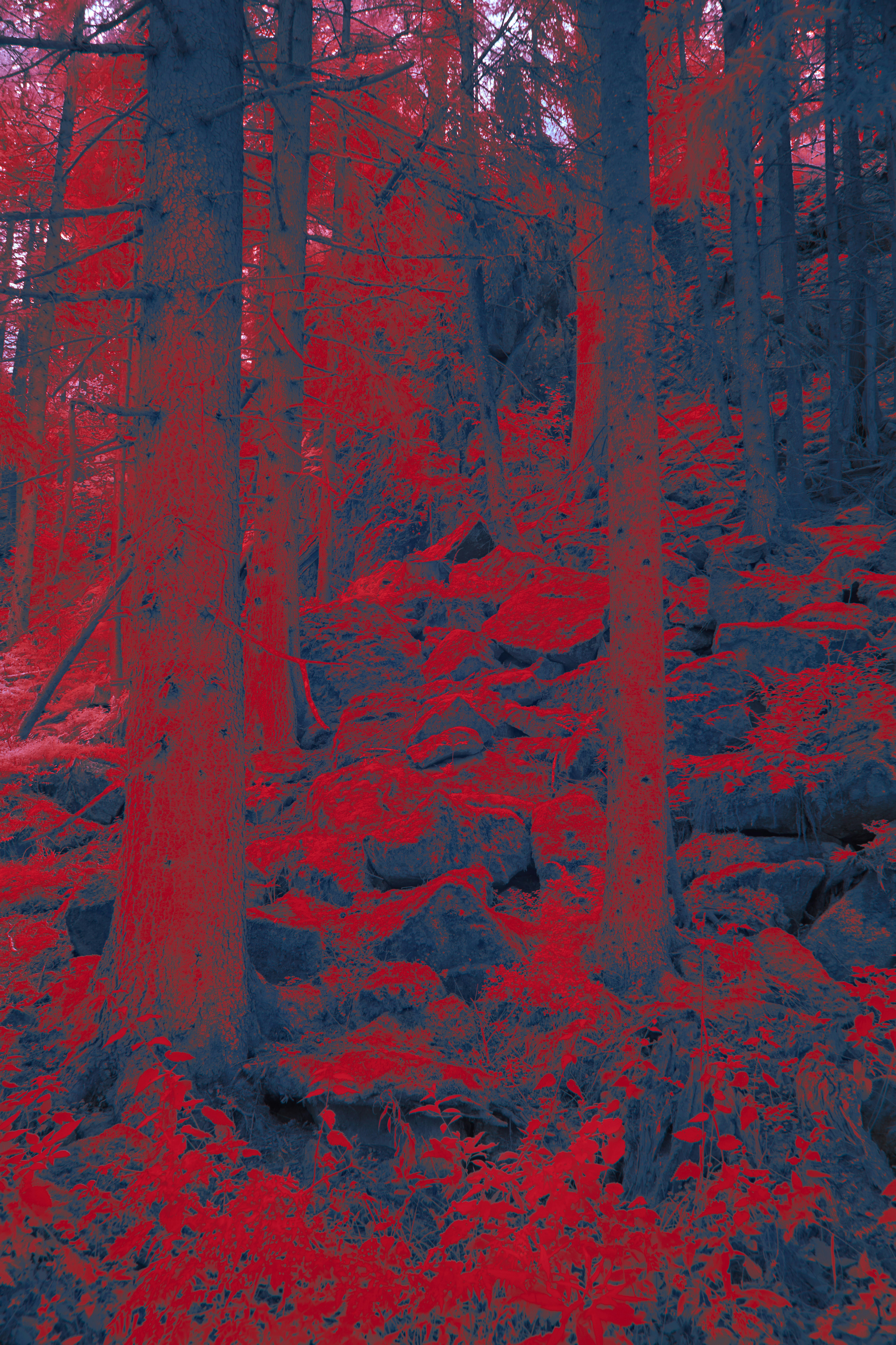 Photo by wolfgang_hasselmann