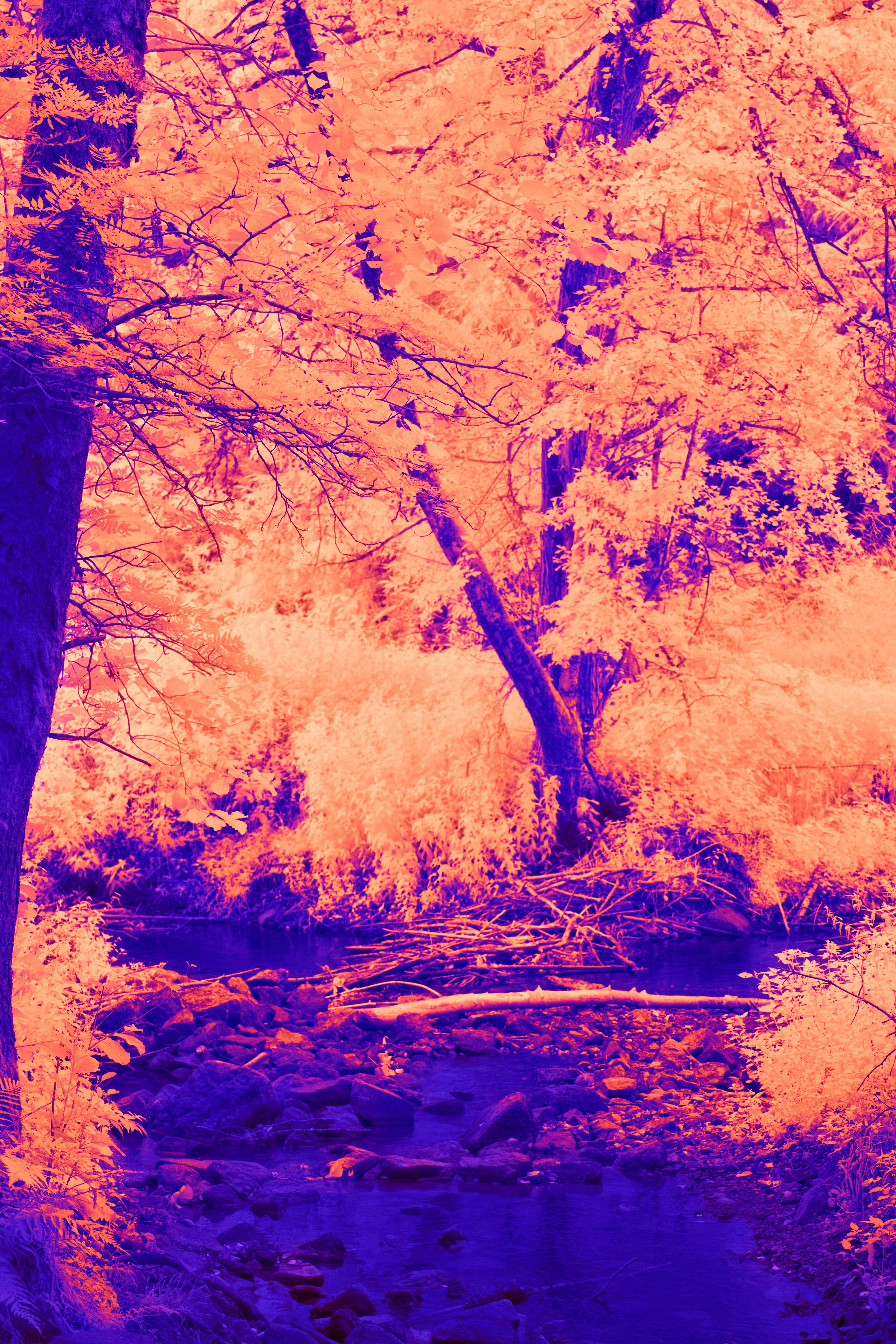 Photo by wolfgang_hasselmann