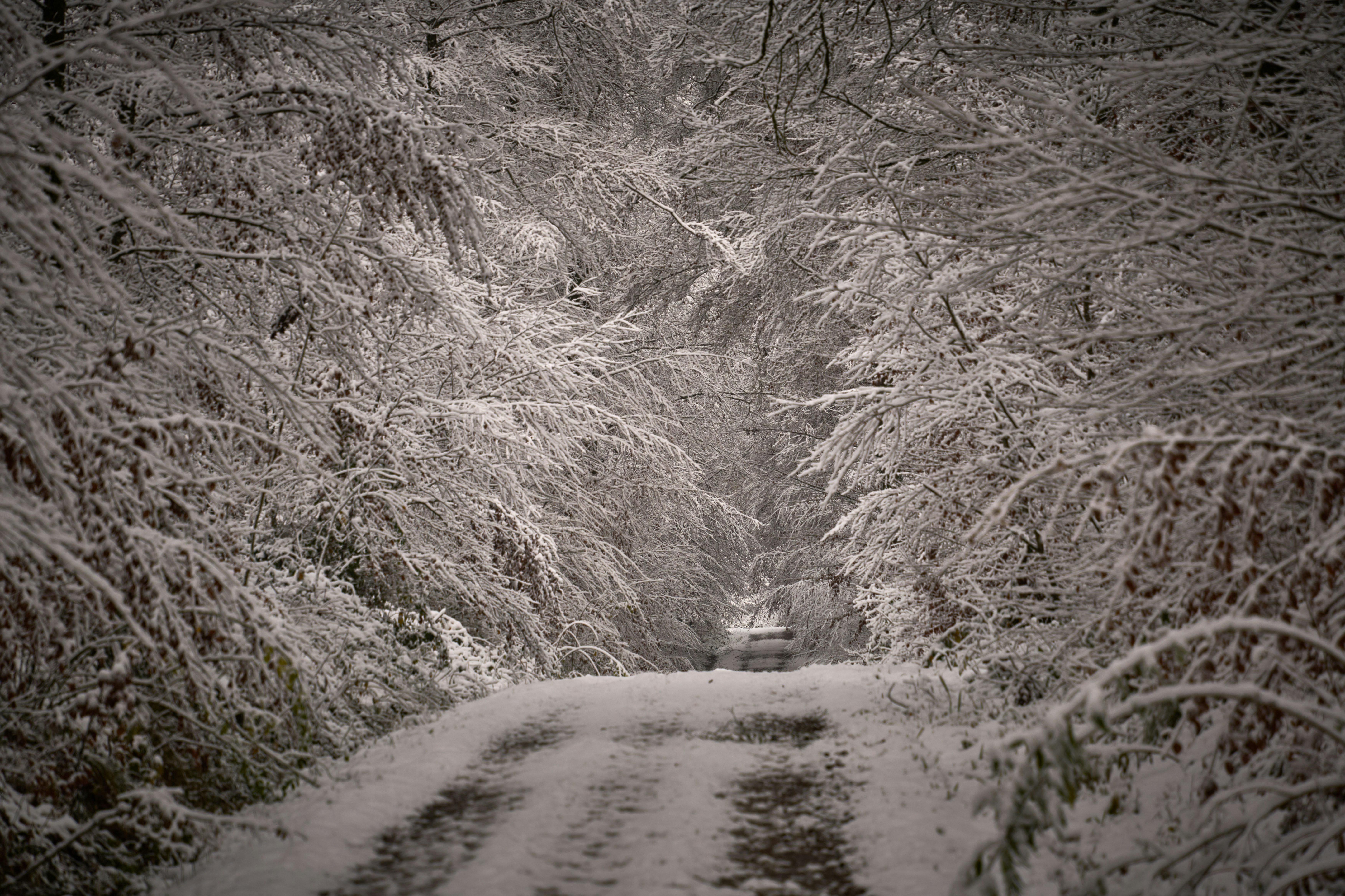 Photo by wolfgang_hasselmann