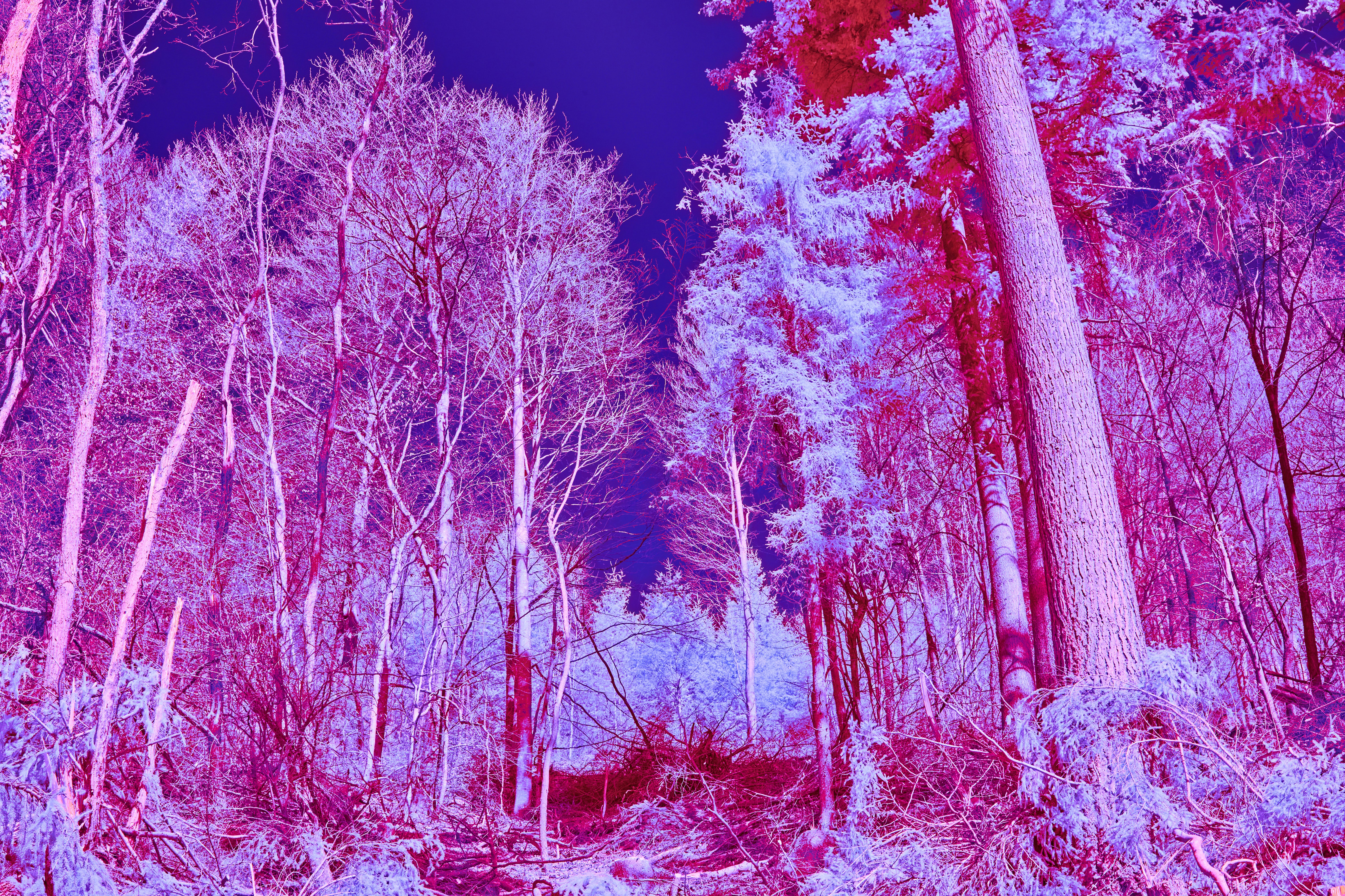 Photo by wolfgang_hasselmann