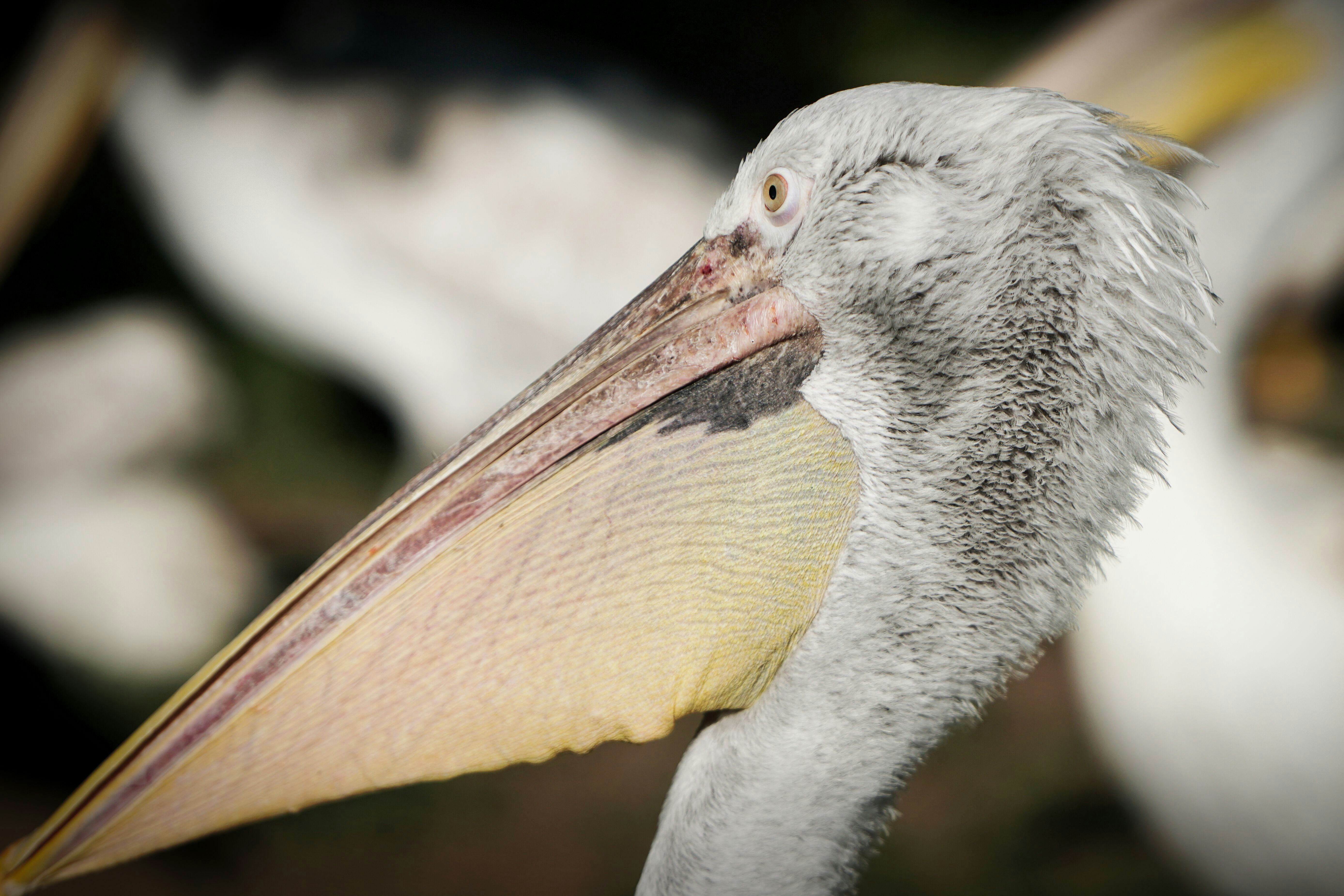 Photo by opernfan17x