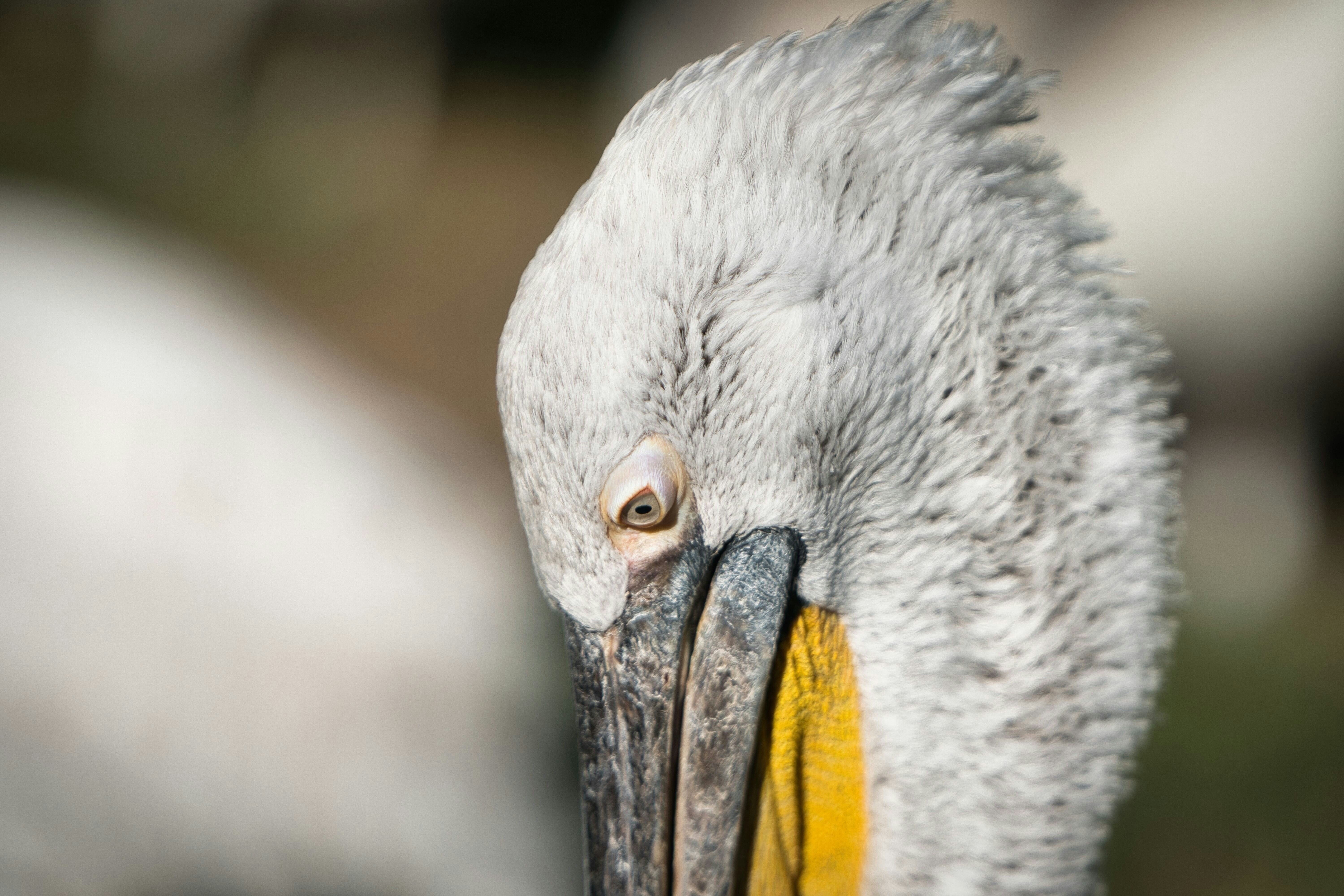 Photo by opernfan17x