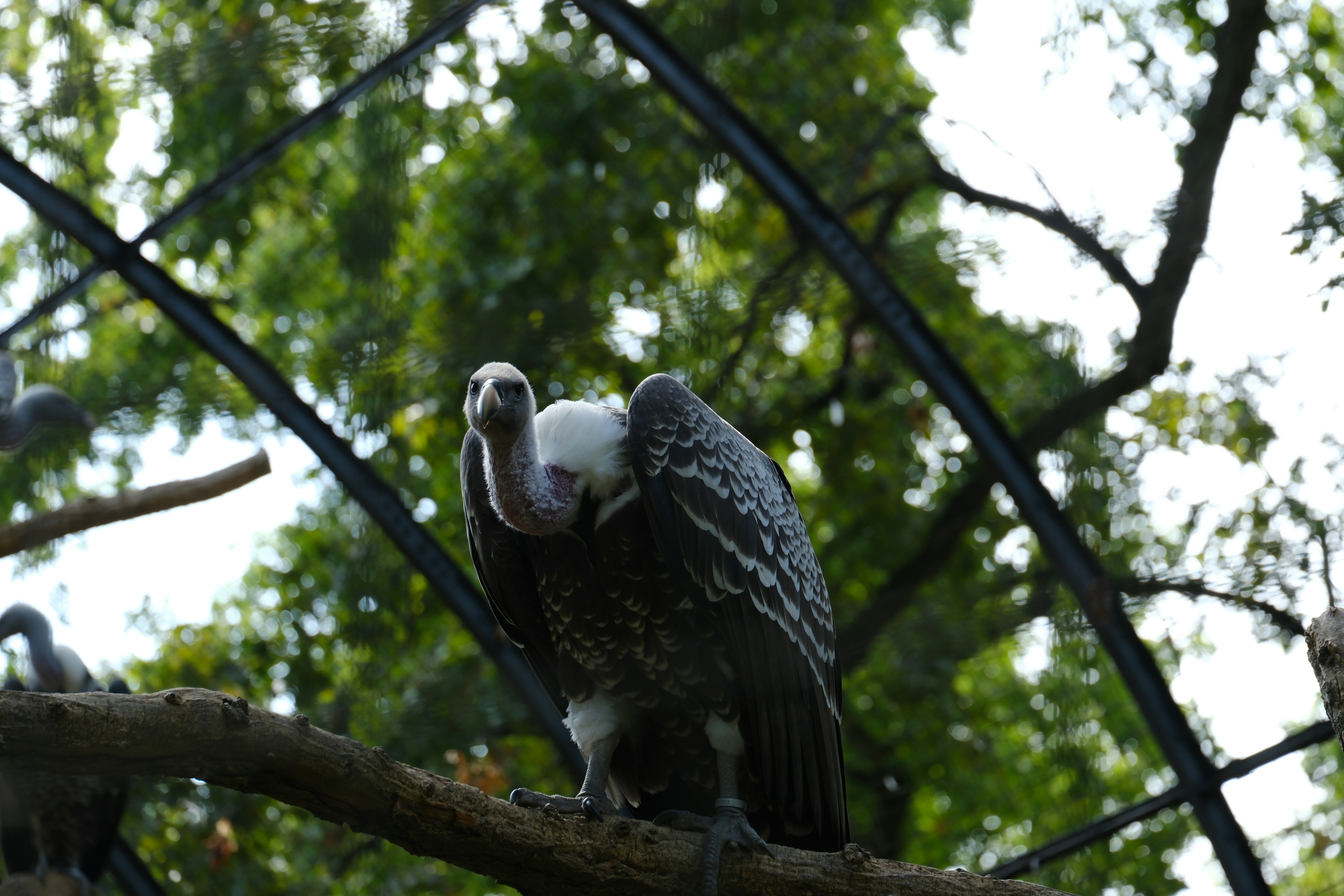 A large bird perched on top of a tree branch - a-large-bird-perched-on-top-of-a-tree-branch-7tAJ_05UGNQ