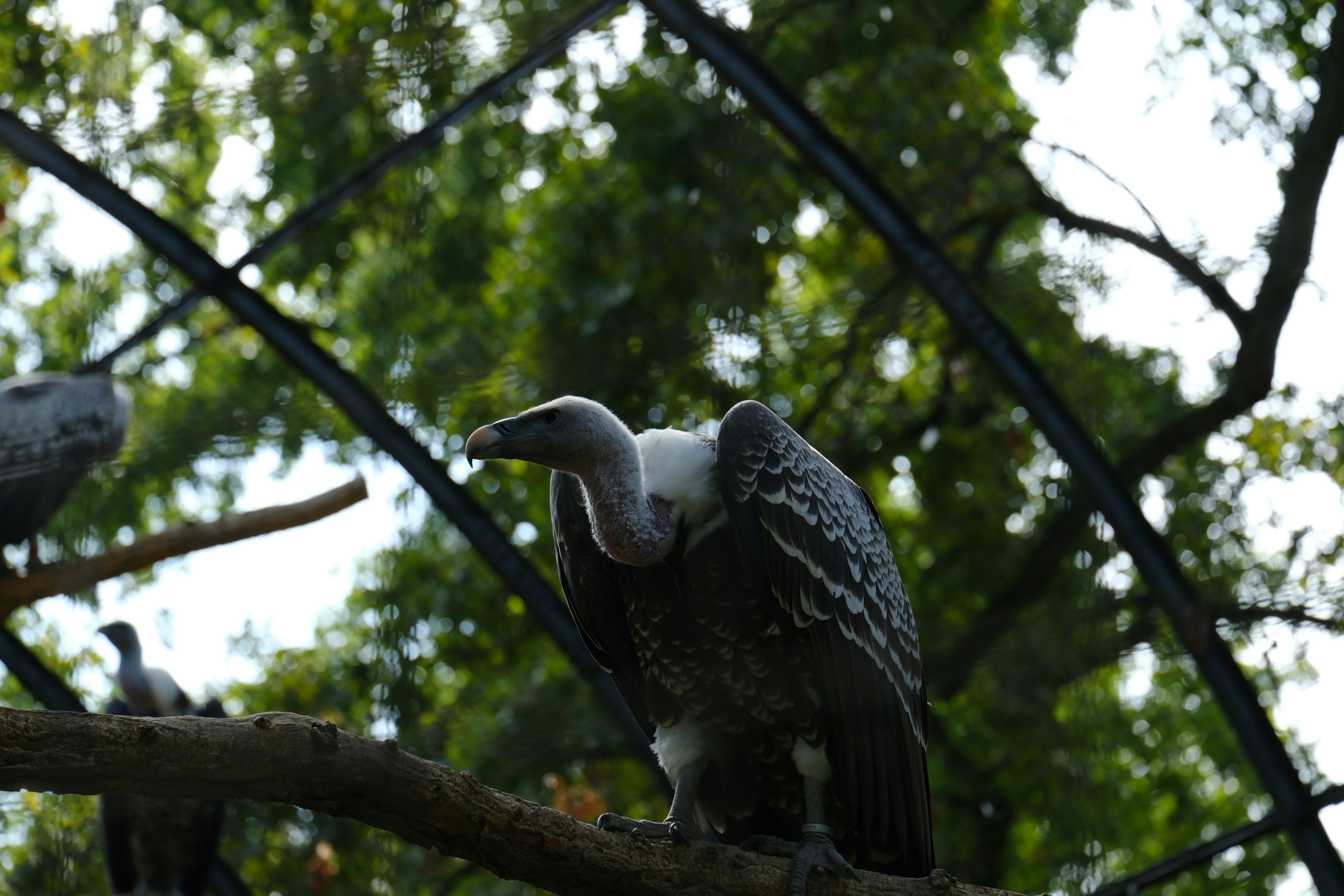 A group of birds sitting on top of a tree branch - a-group-of-birds-sitting-on-top-of-a-tree-branch-BVkC2ZtJ61Y
