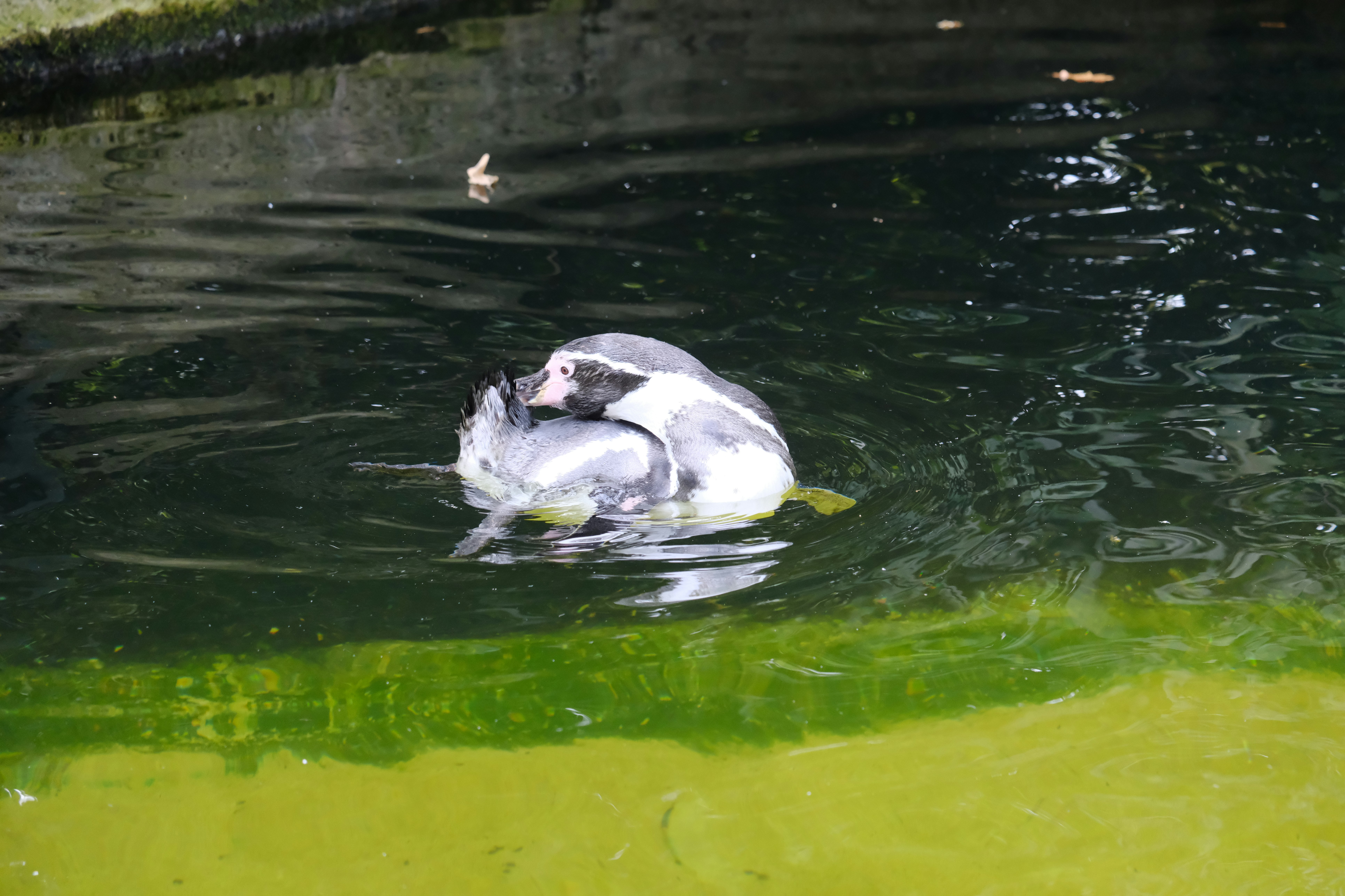 A duck swimming in a pond with green algae - a-duck-swimming-in-a-pond-with-green-algae-VhJ6lTdJQFA