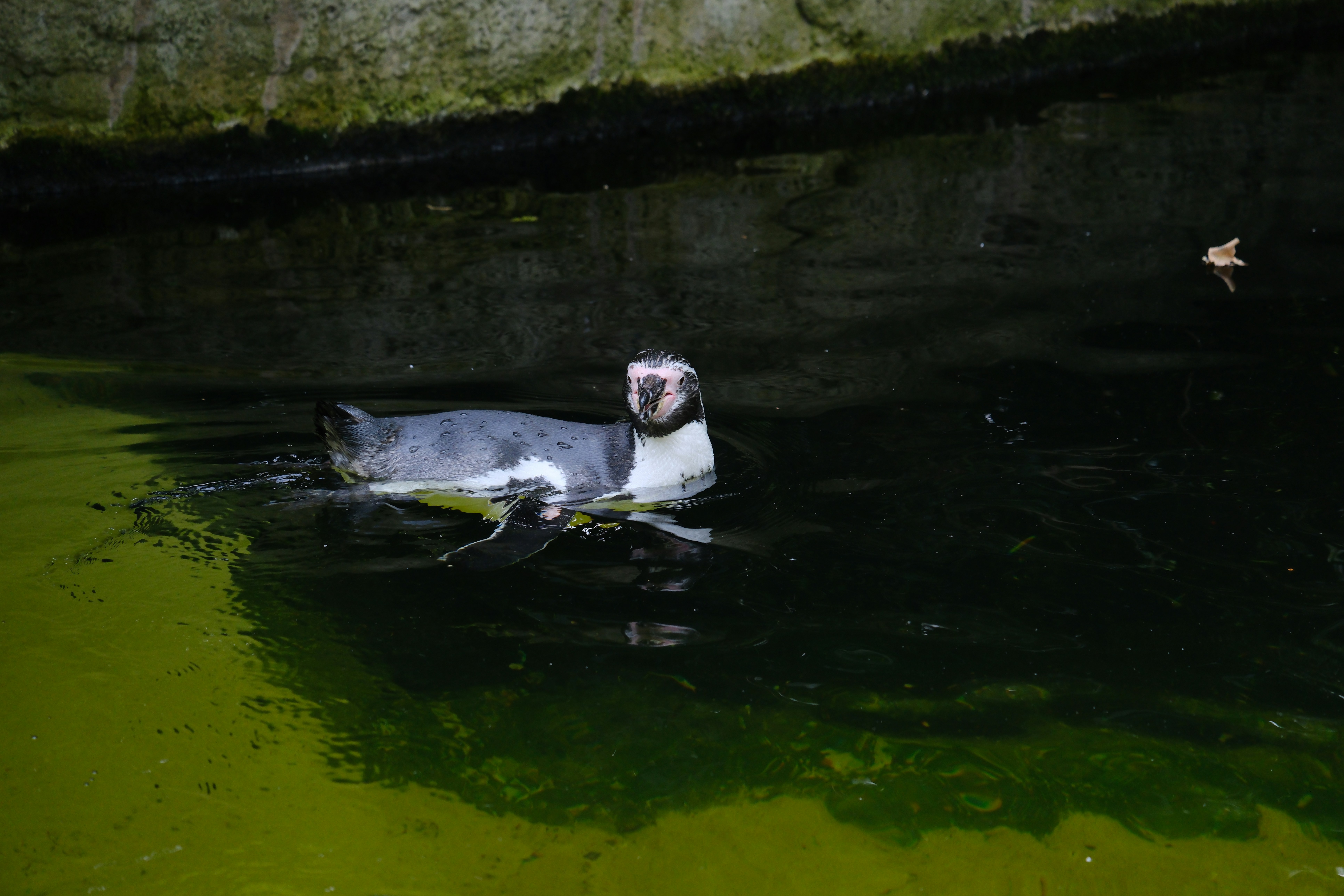 A duck floating on top of a body of water - a-duck-floating-on-top-of-a-body-of-water-cDimMnaHoBo