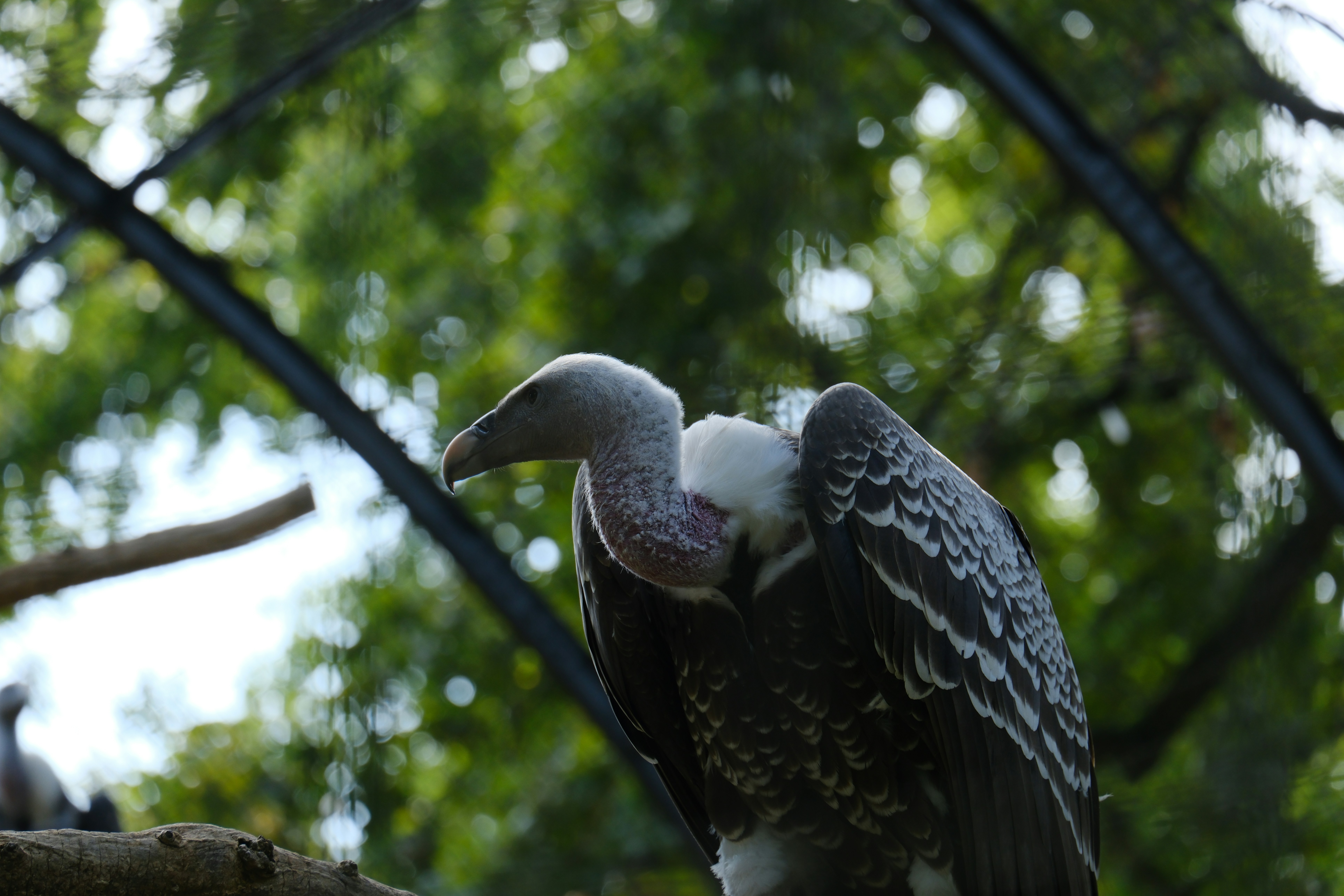 A large bird perched on top of a tree branch - a-large-bird-perched-on-top-of-a-tree-branch-n8dA0l6HAgA