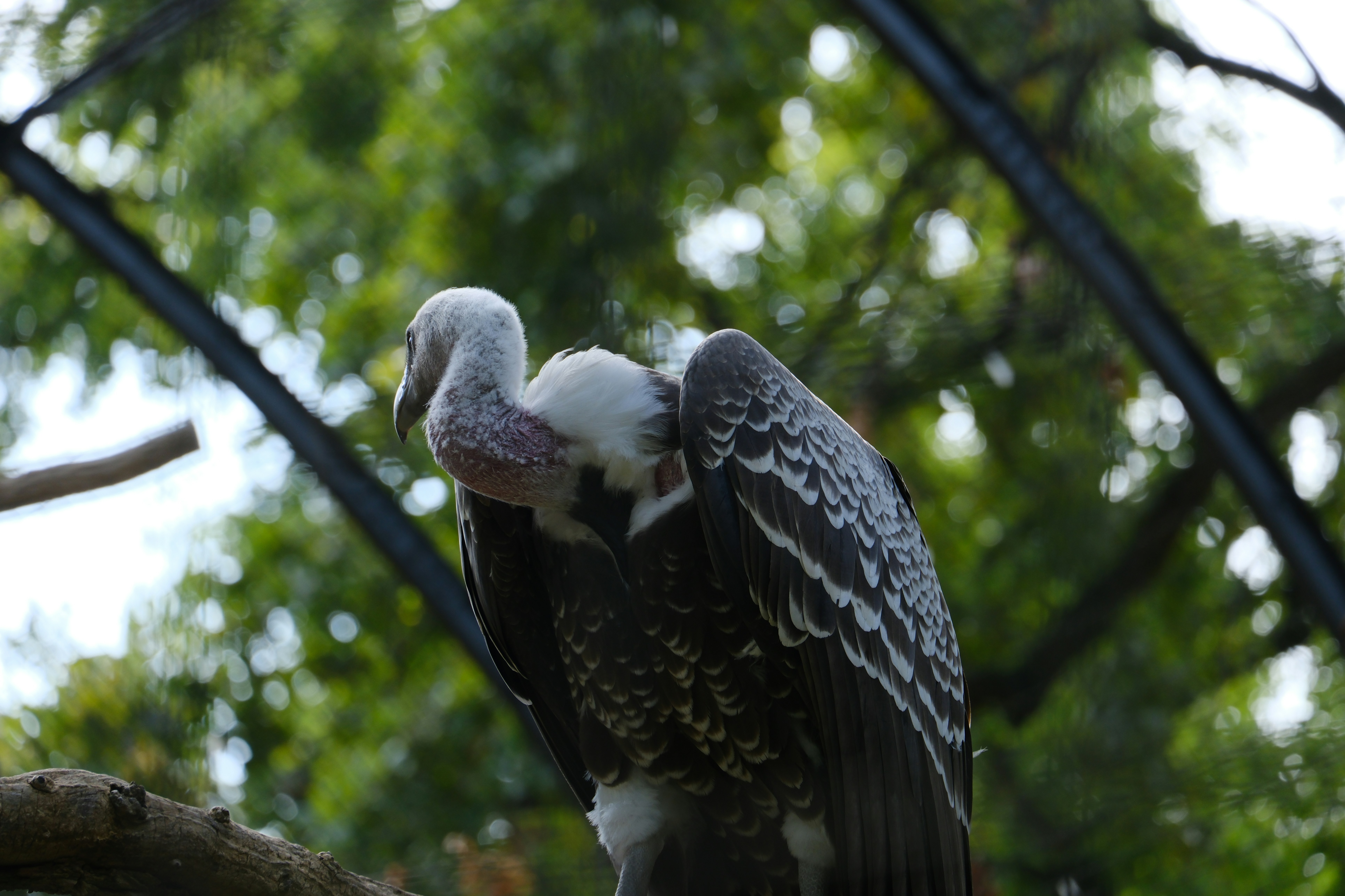 A large bird sitting on top of a tree branch - a-large-bird-sitting-on-top-of-a-tree-branch-cqBRSLamRB0