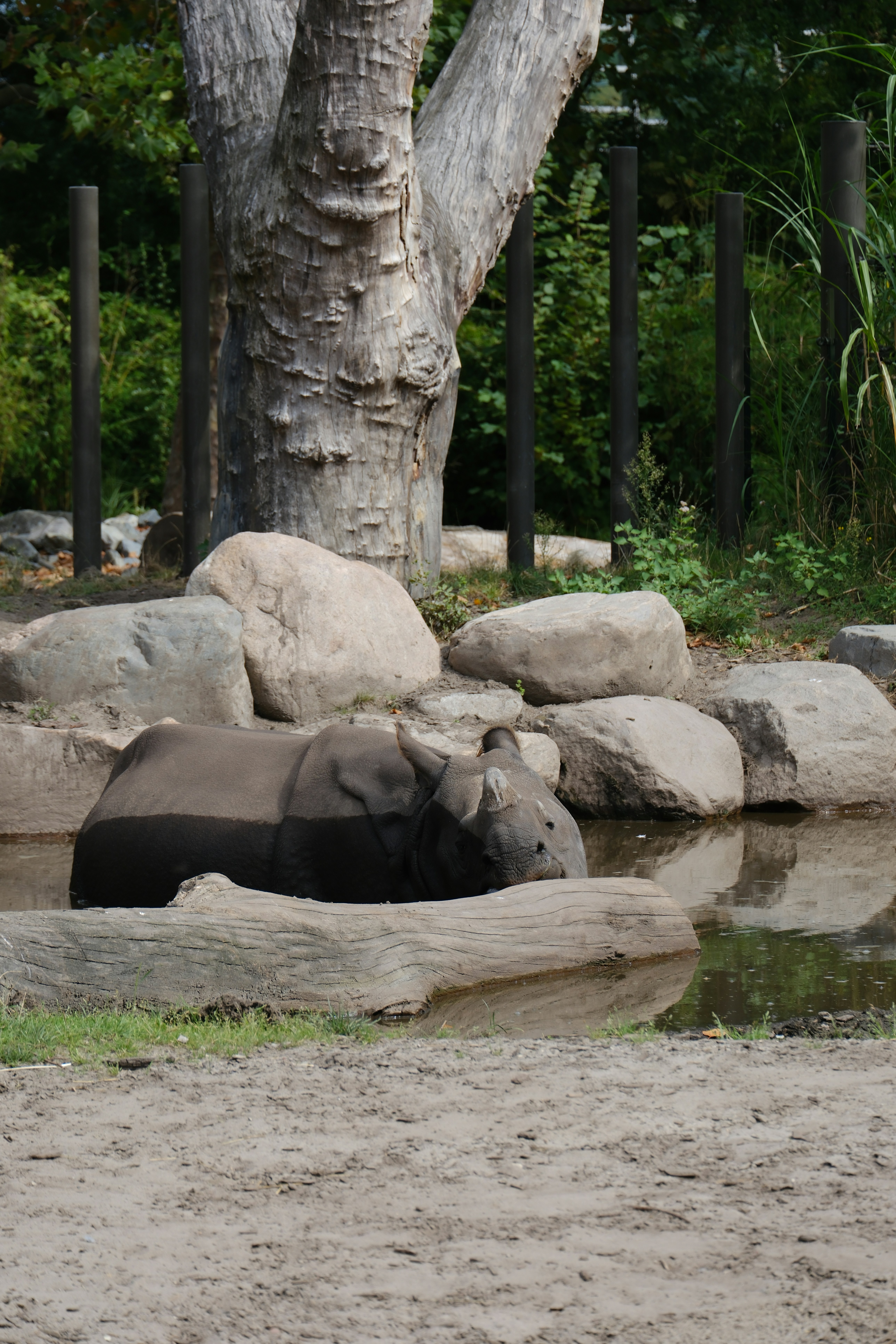 A couple of elephants that are standing in the dirt - a-couple-of-elephants-that-are-standing-in-the-dirt-nrXBJDFz5YY