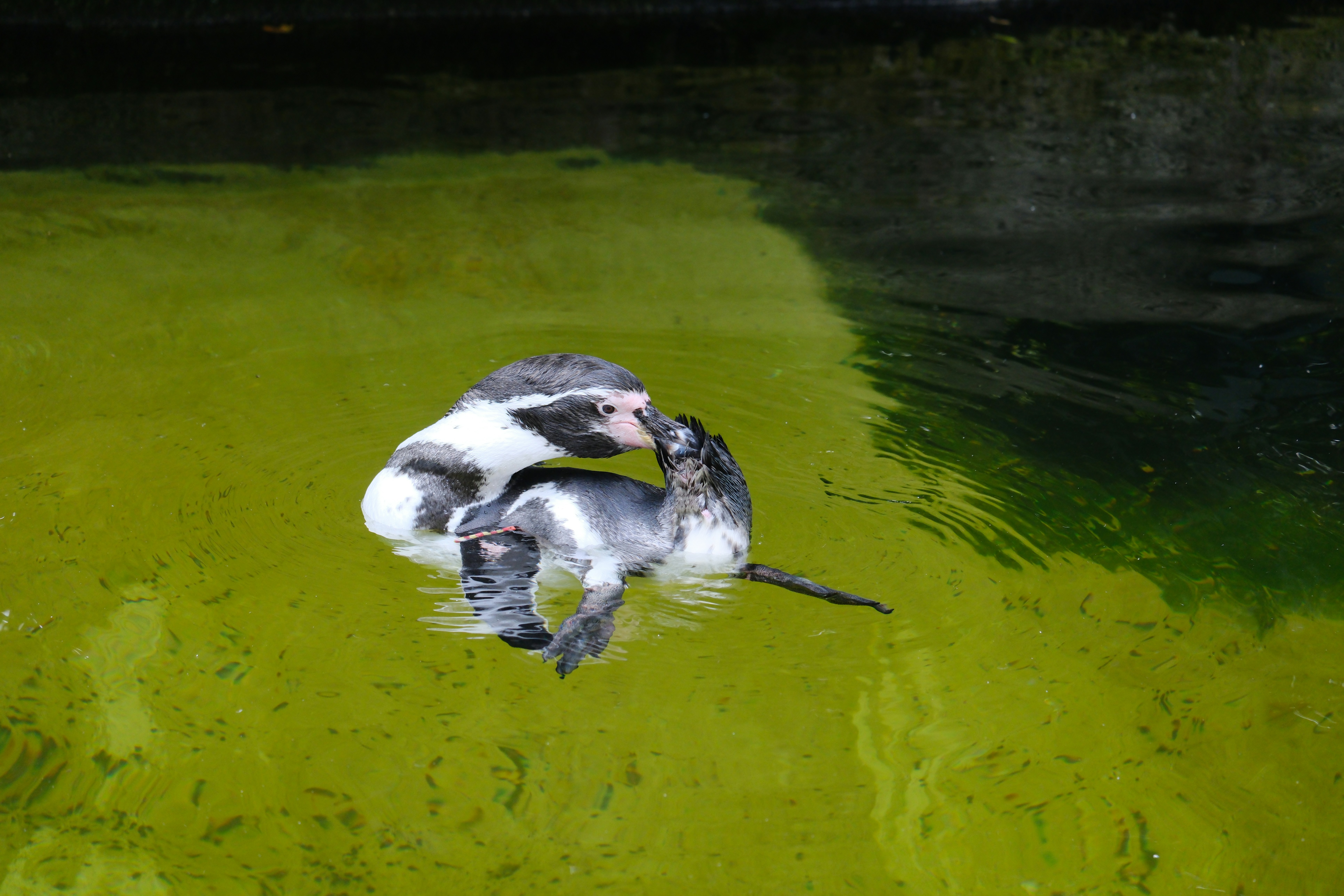 A couple of birds floating on top of a body of water - a-couple-of-birds-floating-on-top-of-a-body-of-water-6Sr6Rj1tPd4