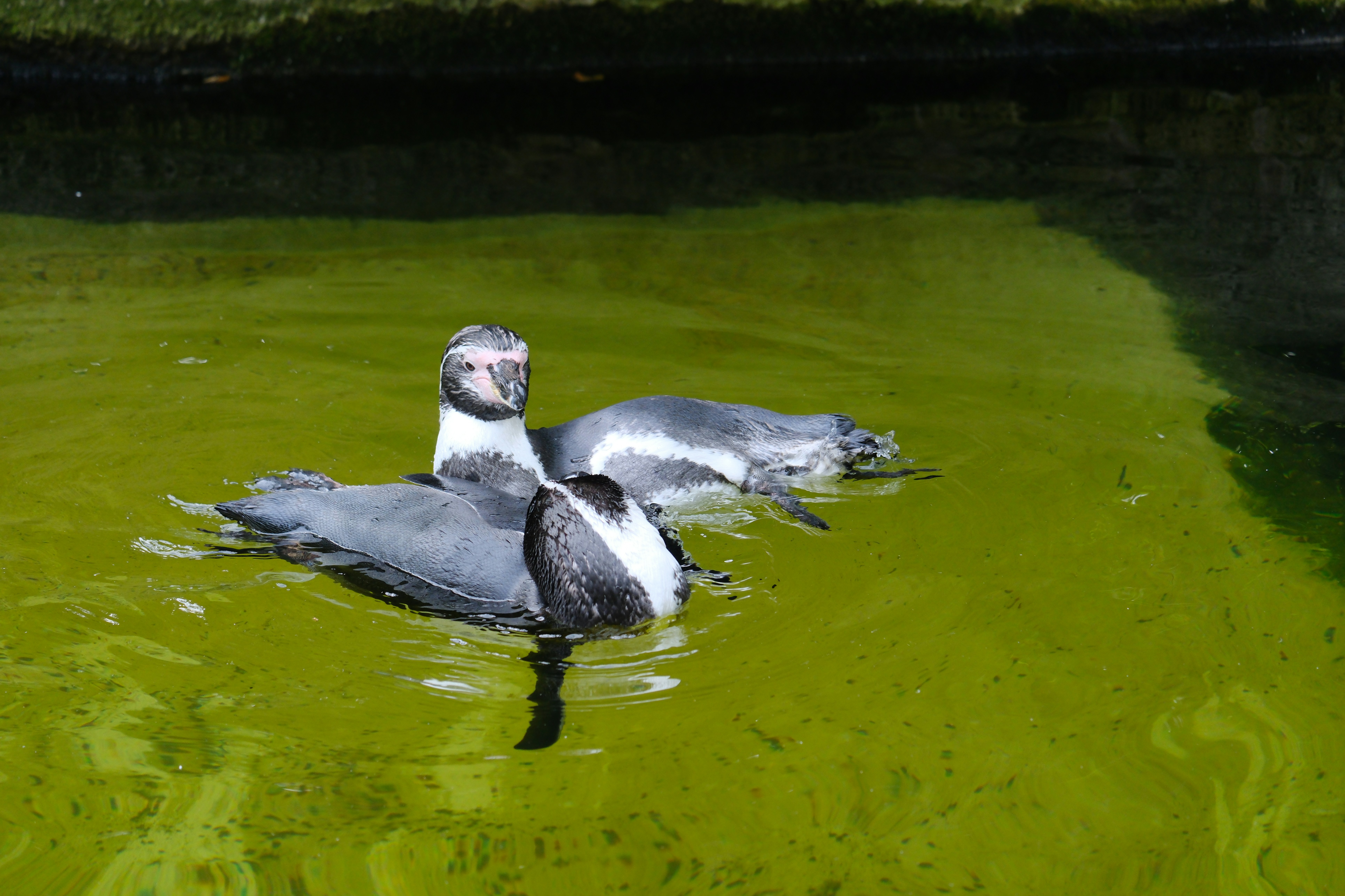 A couple of ducks floating on top of a lake - a-couple-of-ducks-floating-on-top-of-a-lake-XujSitpFrQA
