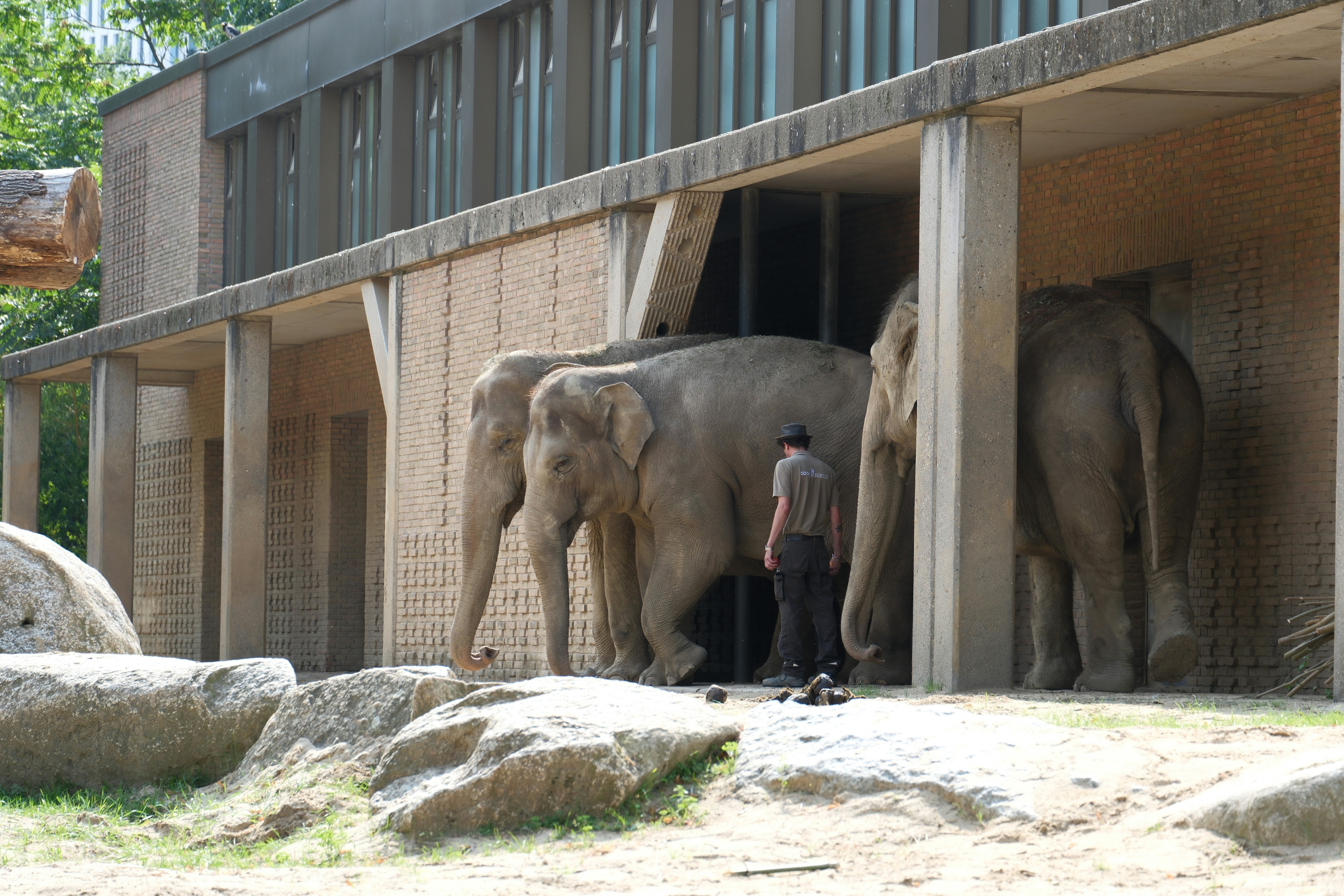 A couple of elephants standing next to each other - a-couple-of-elephants-standing-next-to-each-other-eynrOwEMWso