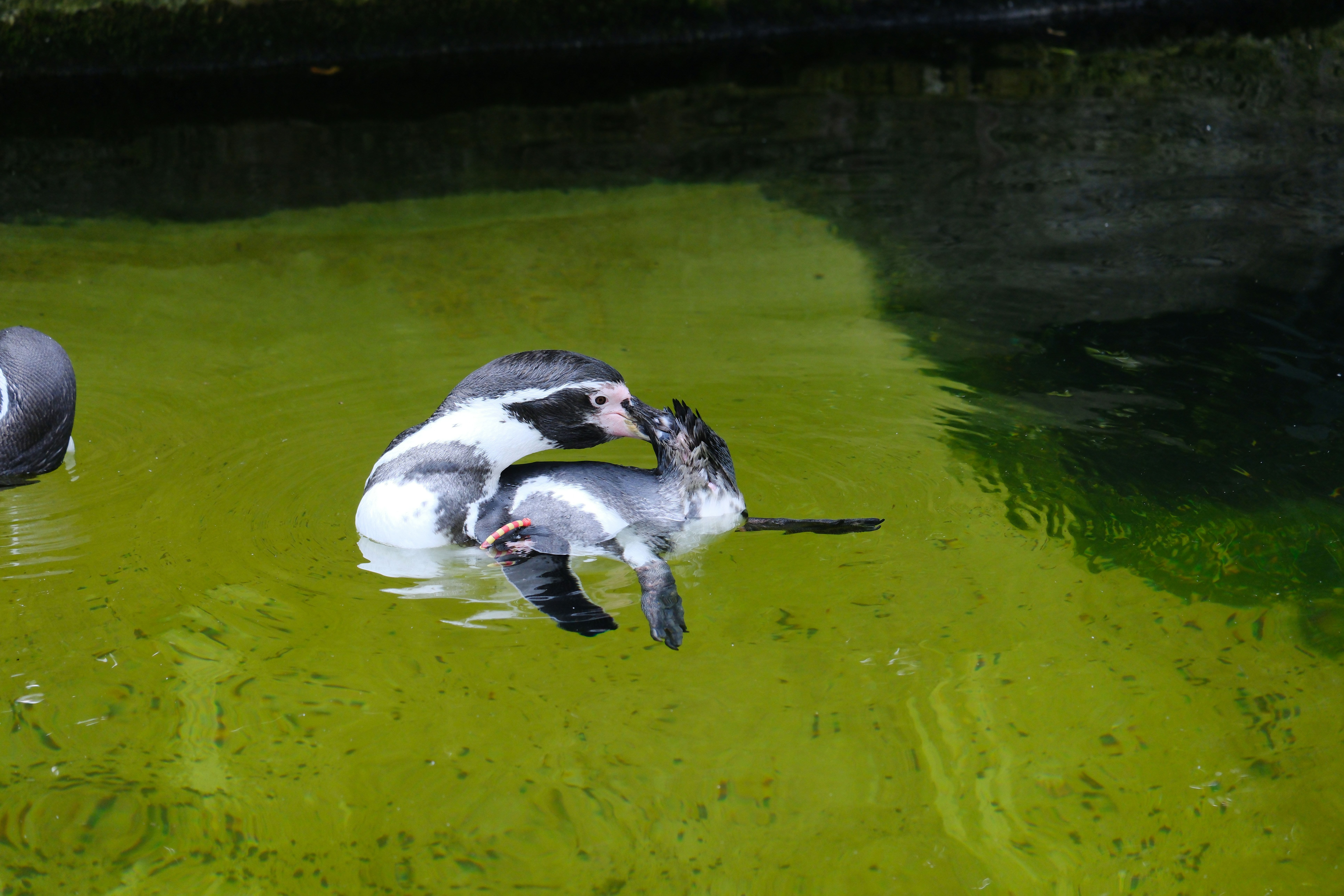 A couple of birds that are in the water - a-couple-of-birds-that-are-in-the-water-f3wHjAgFrHs