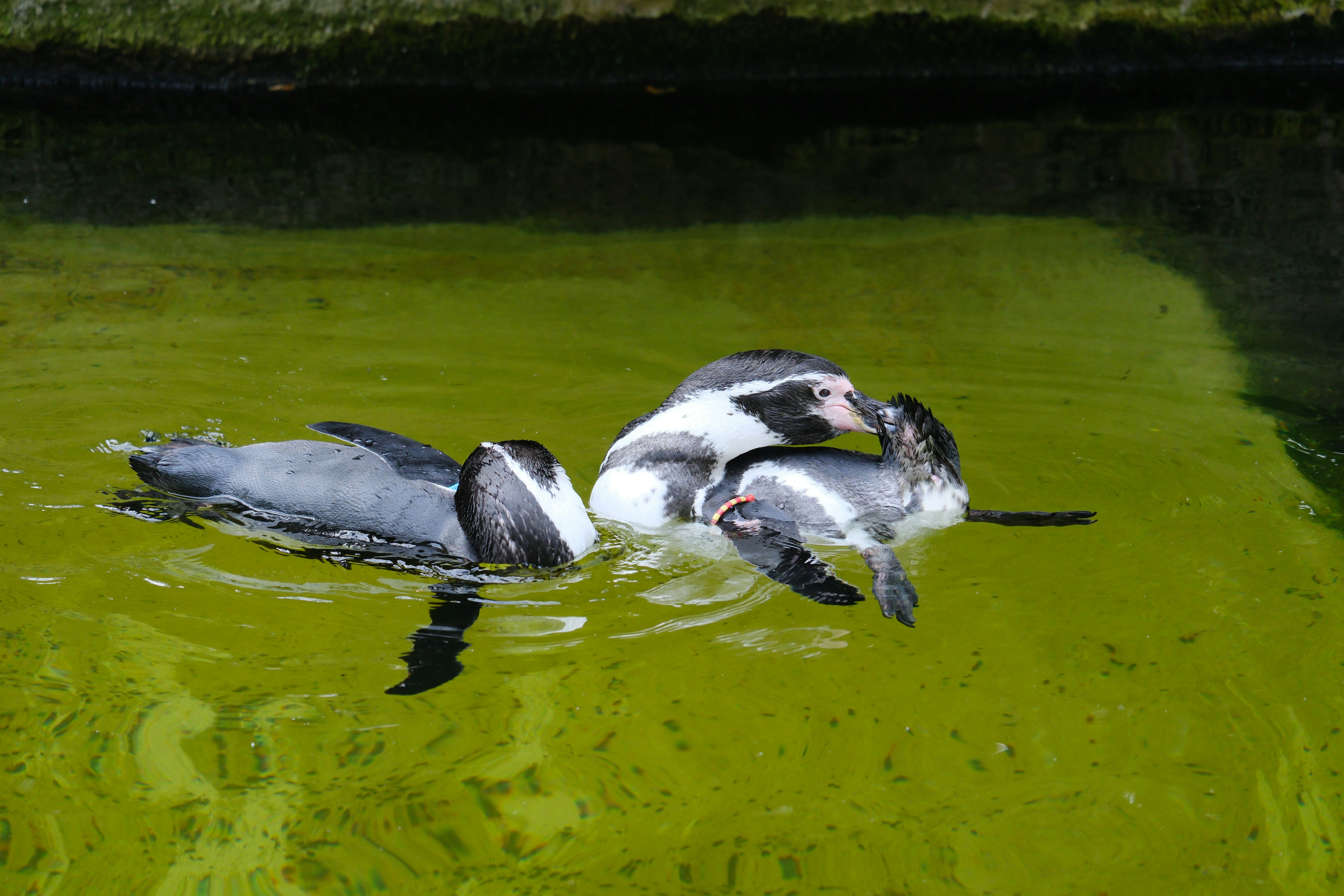 A couple of birds floating on top of a body of water - a-couple-of-birds-floating-on-top-of-a-body-of-water-ikjnC1o6d_E