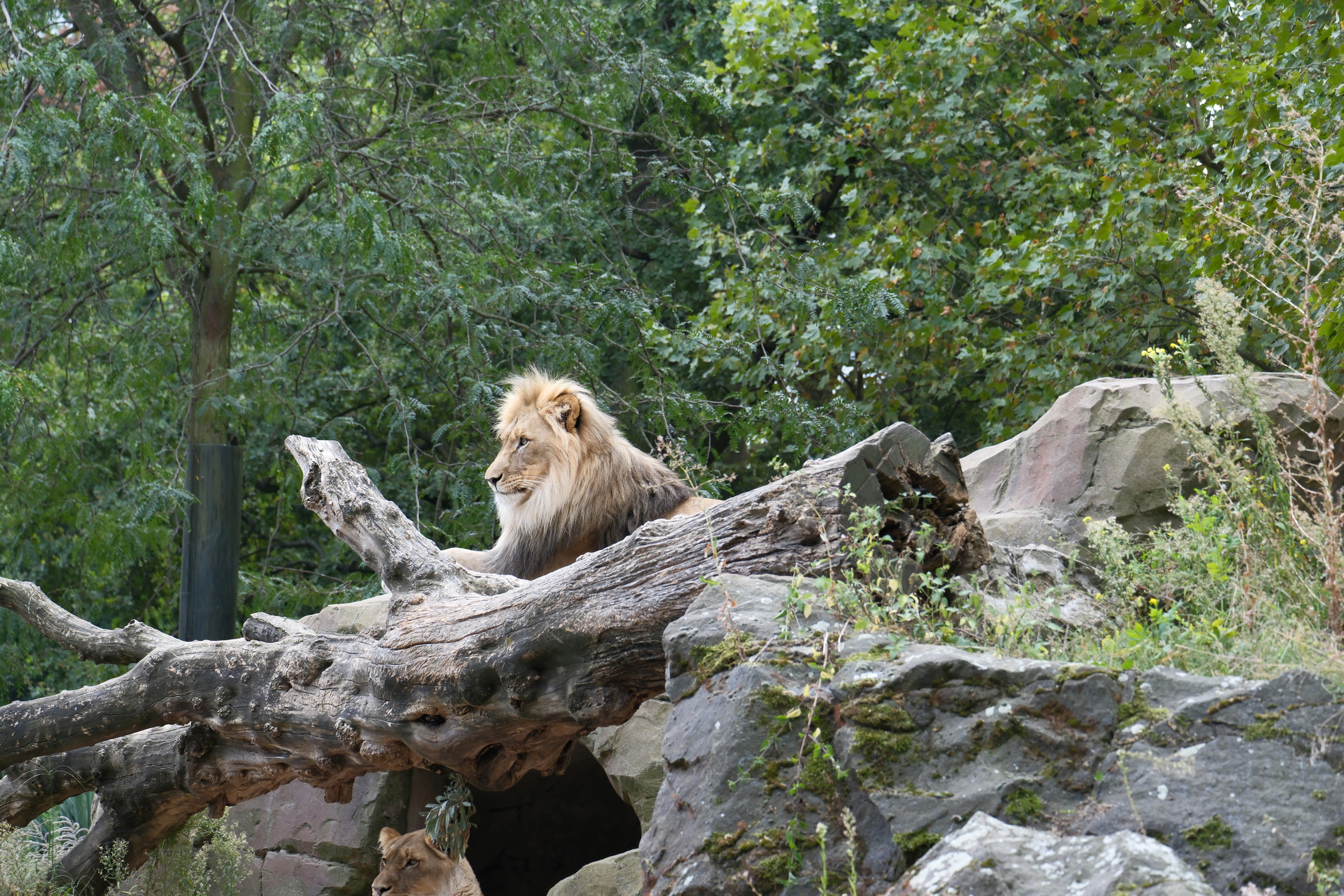 A lion sitting on top of a fallen tree - a-lion-sitting-on-top-of-a-fallen-tree-Hqx9zUQE-0I