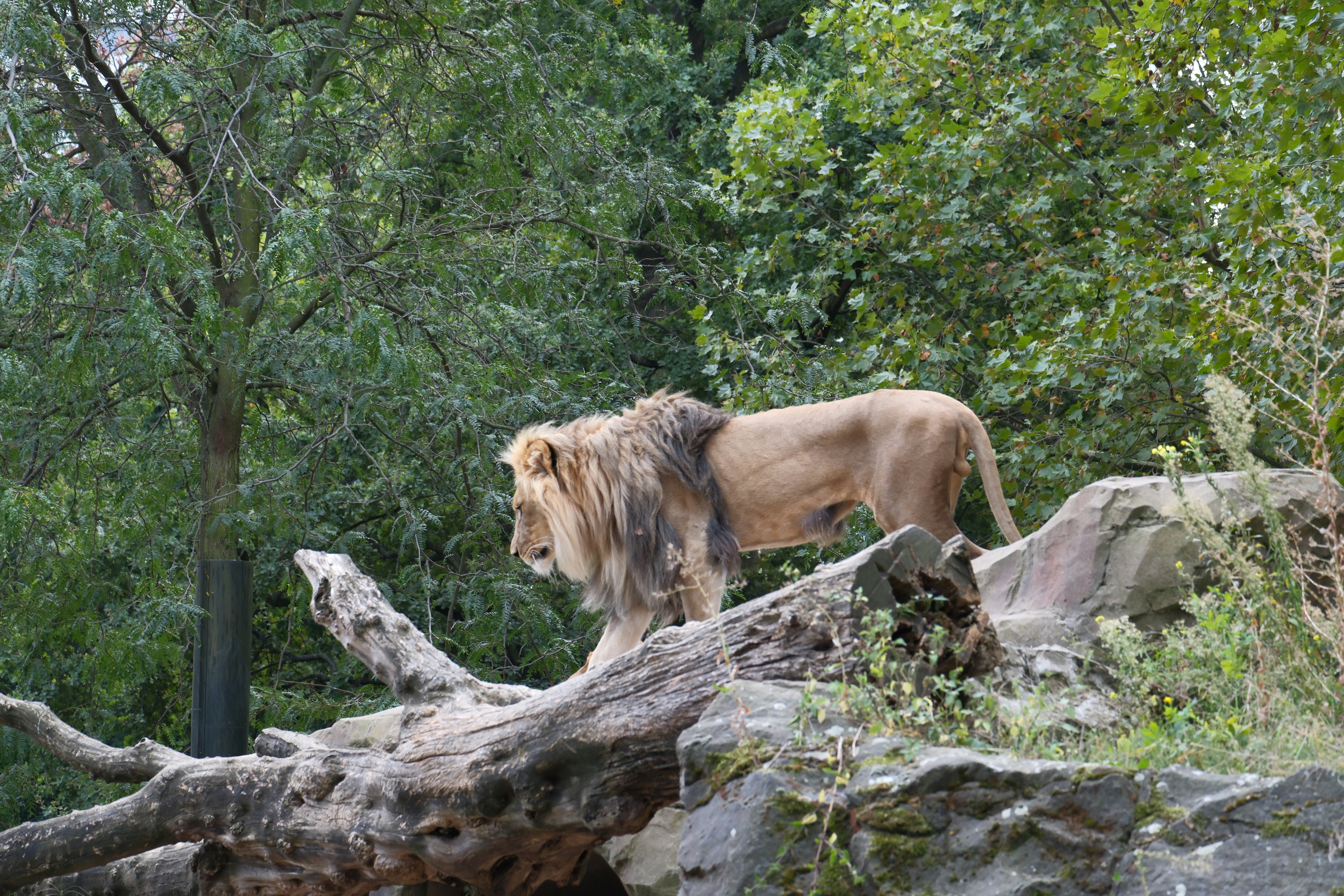 A lion standing on top of a fallen tree - a-lion-standing-on-top-of-a-fallen-tree-W0b4KgOXlbQ