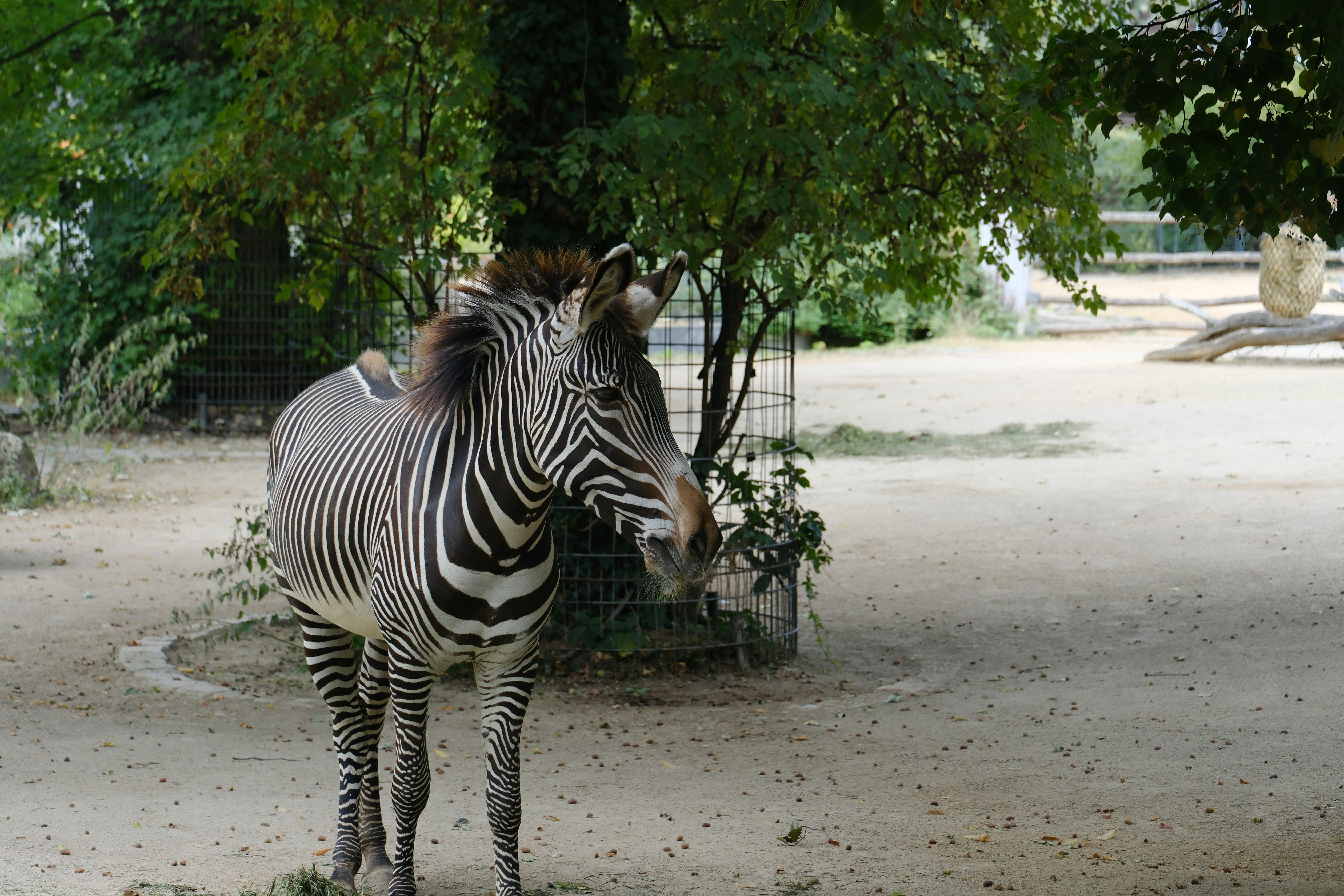 A zebra standing under a tree on a dirt ground - a-zebra-standing-under-a-tree-on-a-dirt-ground-tnqzfS7MNXw