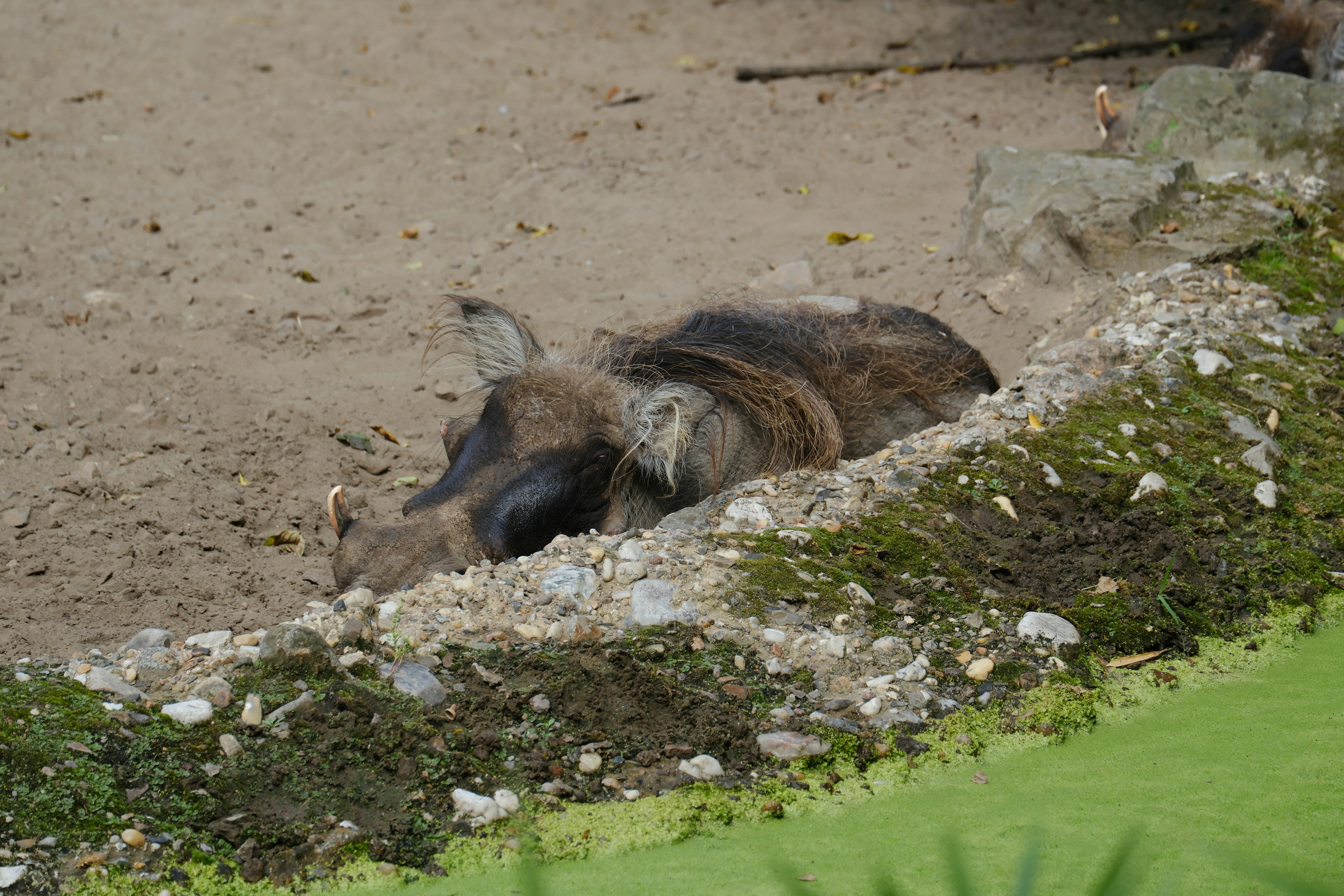 A dog is laying down in the dirt - a-dog-is-laying-down-in-the-dirt-dJYtQPZ_if8