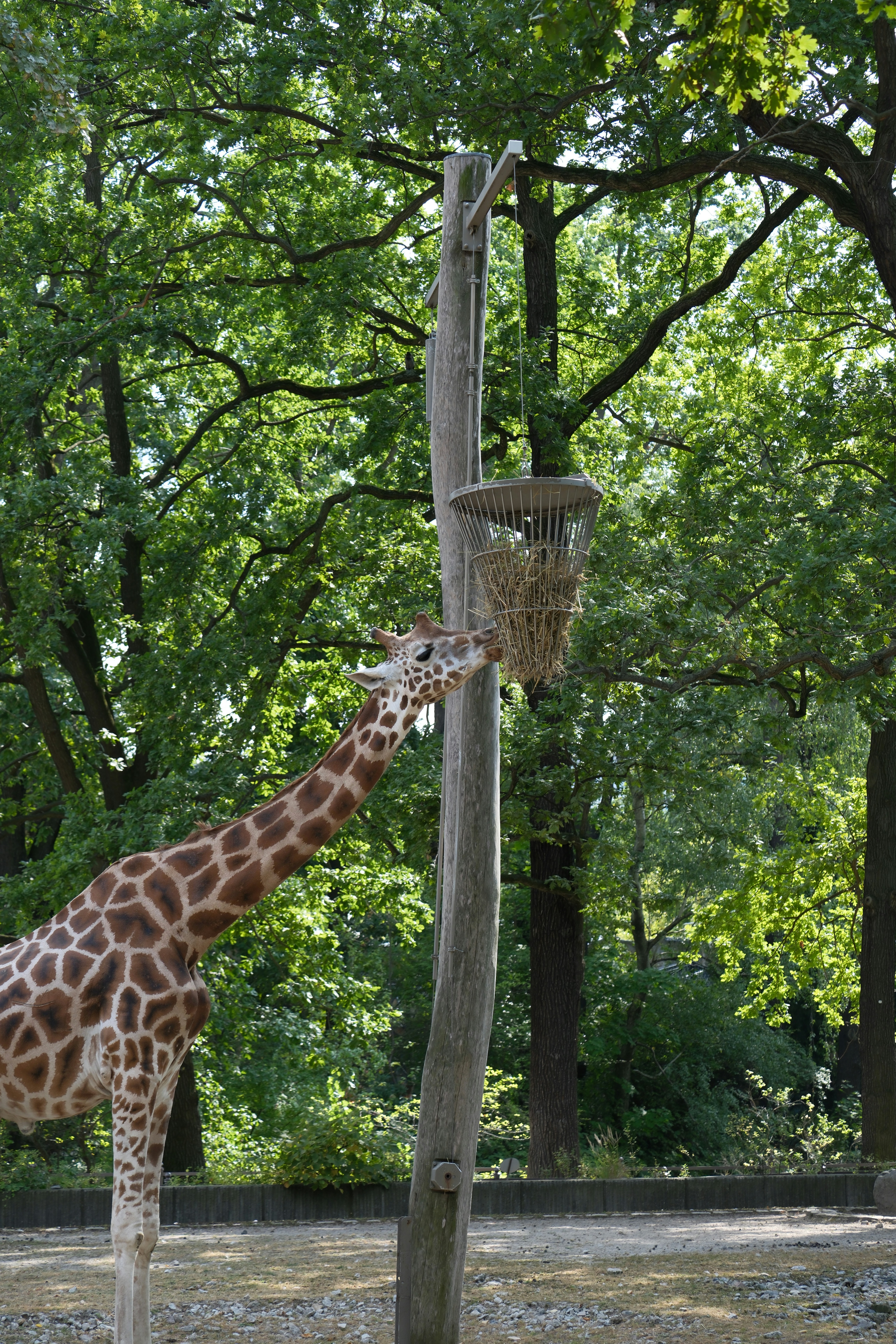 A giraffe standing next to a pole with a basket on it - a-giraffe-standing-next-to-a-pole-with-a-basket-on-it-WcTTx3Zpsyo