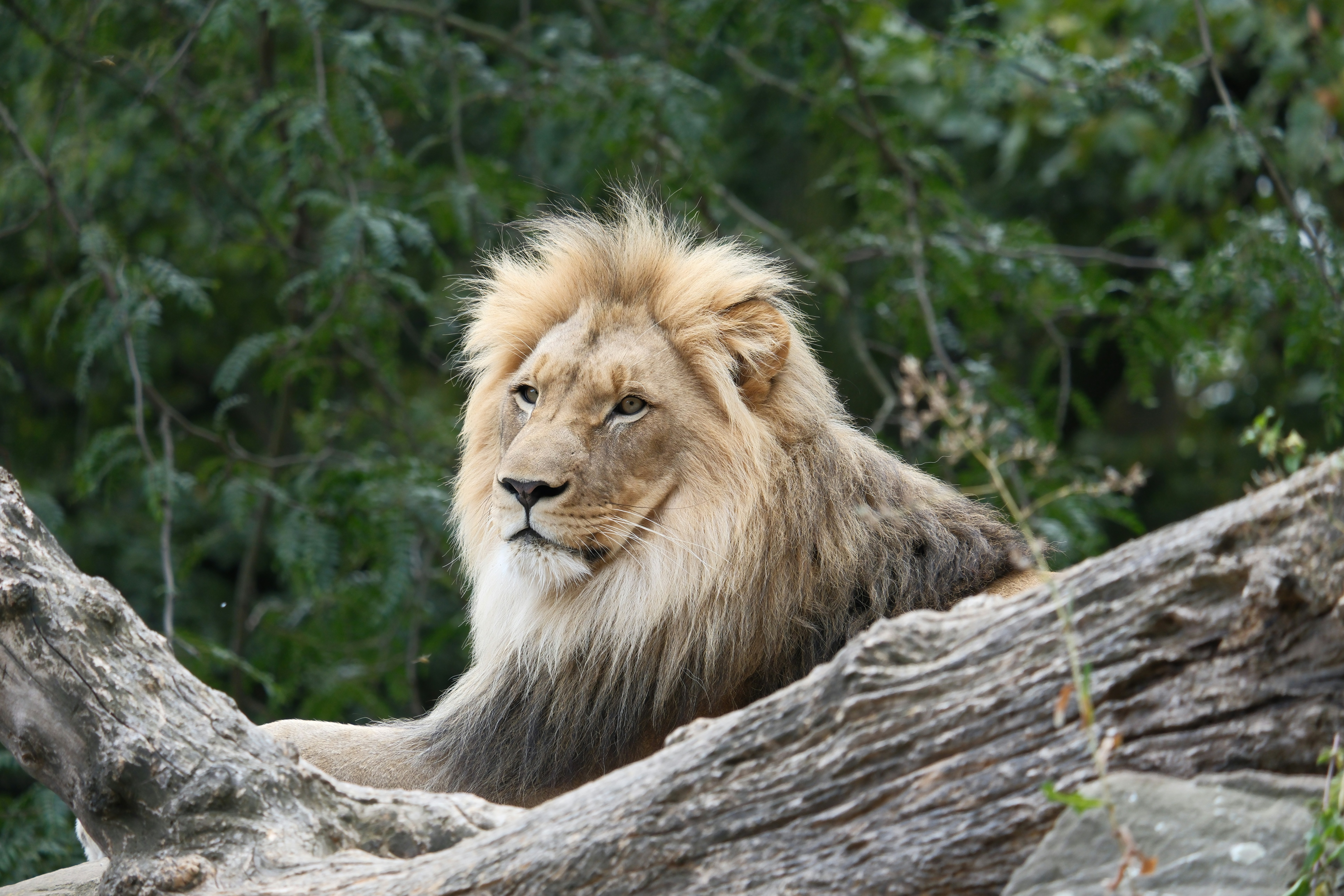 A lion sitting on top of a tree branch - a-lion-sitting-on-top-of-a-tree-branch-t-m_kMMJTI8