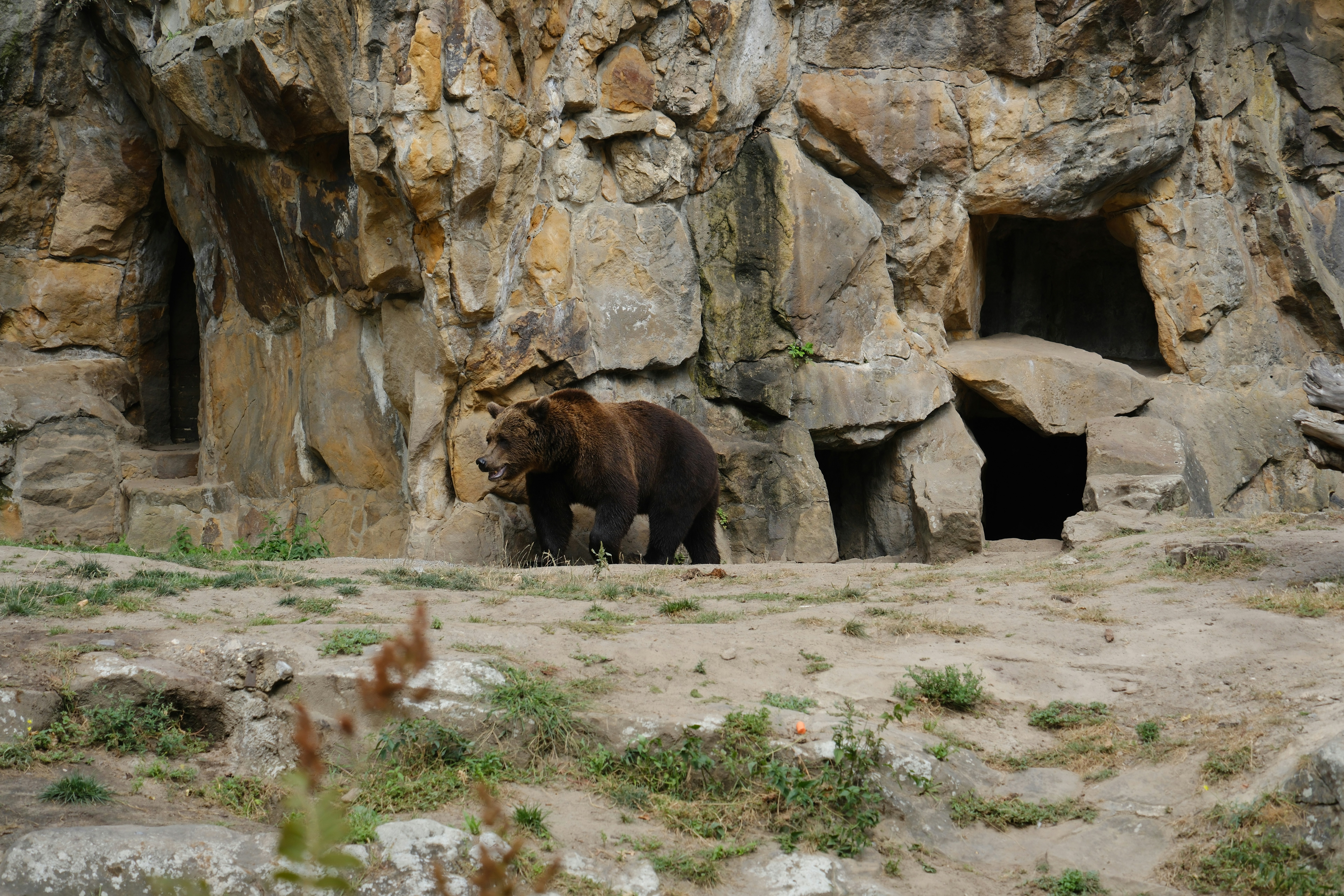 A brown bear standing in front of a cave - a-brown-bear-standing-in-front-of-a-cave-4124oPZBf6w