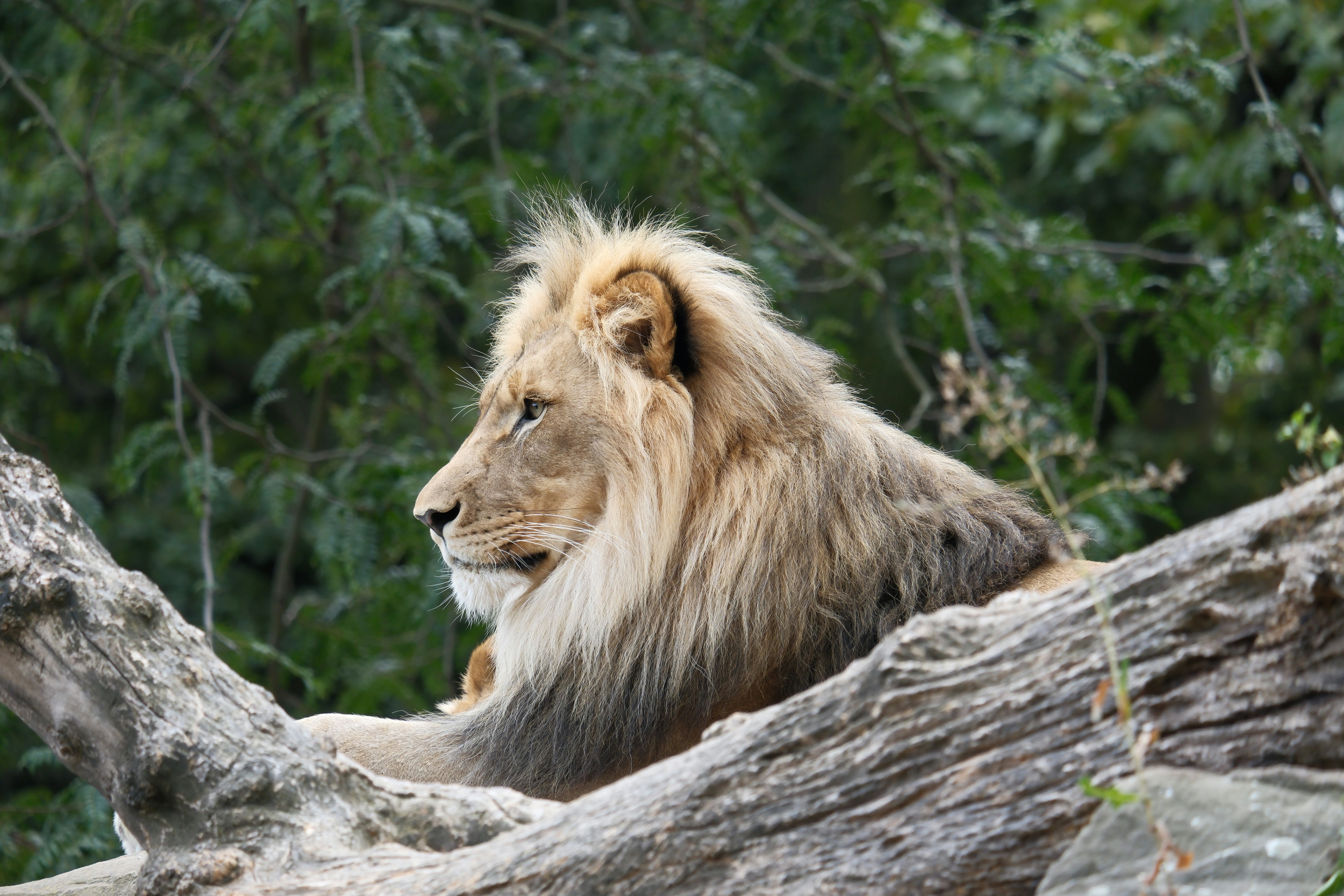 A lion sitting on a tree branch in a forest - a-lion-sitting-on-a-tree-branch-in-a-forest-PGLFJjwB9Kw