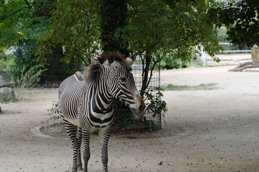 Zebra in wildlife park