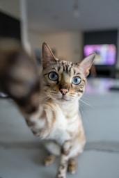 A cat that is standing on a bed